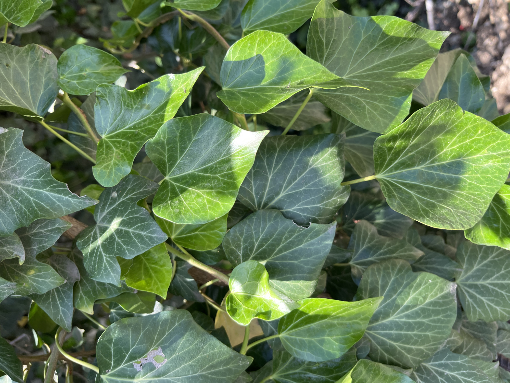 An overhead shot shows a cluster of dark green ivy leaves with visible veins, some of which are illuminated by sunlight creating bright highlights. A thin, brown vine is visible snaking through the leaves. The background is blurred, suggesting a natural outdoor setting possibly within a garden or park. The image composition is tight, focusing on the texture and color of the foliage.