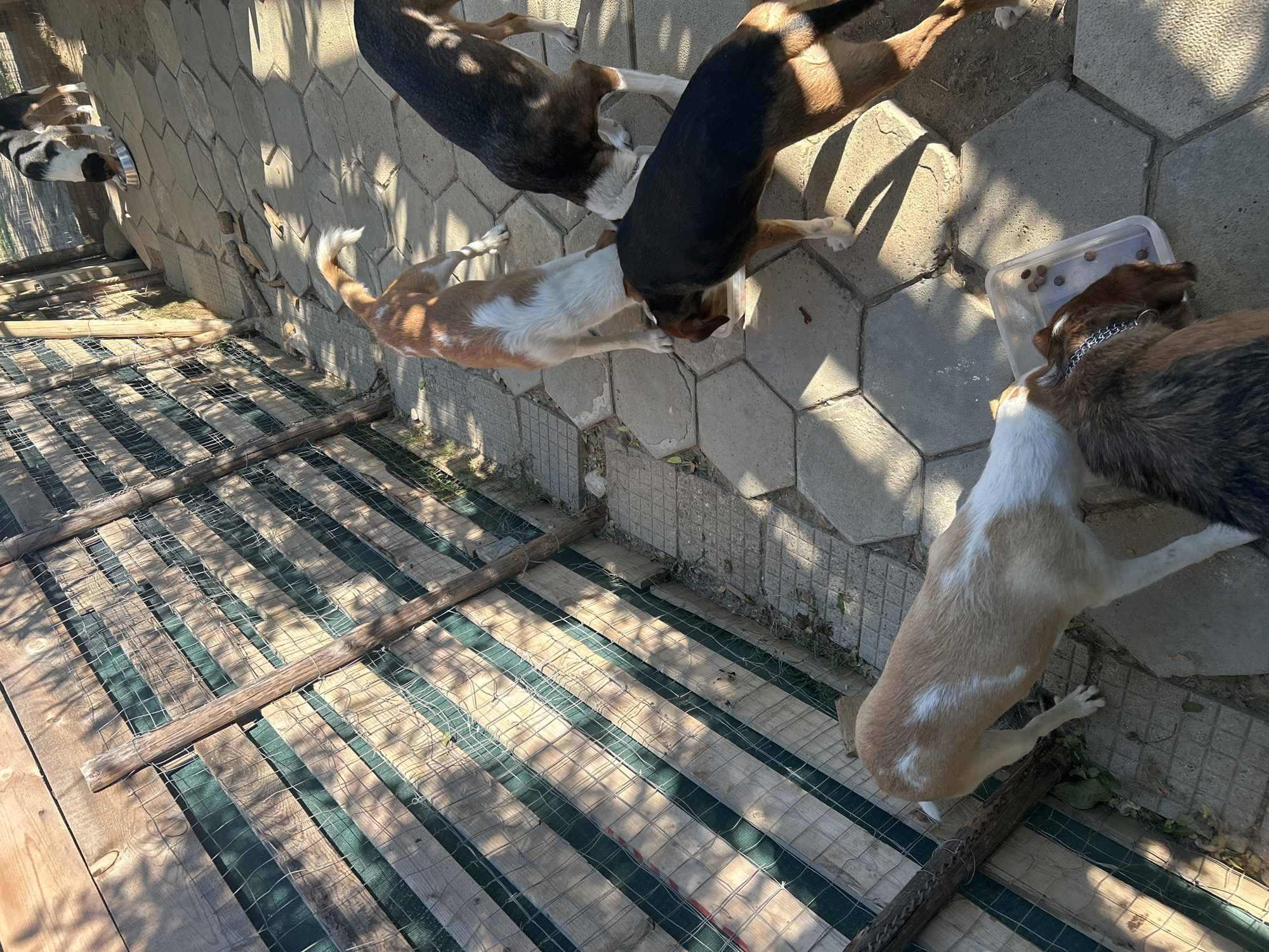 In Polenitsa, Bulgaria, four dogs are gathered on a paved ground made of hexagonal concrete slabs. The scene is outdoors, with a wooden fence to the left, covered by green mesh and wire. Sunlight casts dappled shadows across the ground and fence.
In the foreground, a brown and black dog is eating from a clear plastic container filled with kibble. To its left, a tan and white dog is also eating from the same container. To the right of these two, a brown and black dog with white markings is reaching towards the food. Further back and to the right, a black and white dog is eating from a silver bowl. The dogs appear to be in a yard or enclosure, possibly a dog shelter or rescue.
