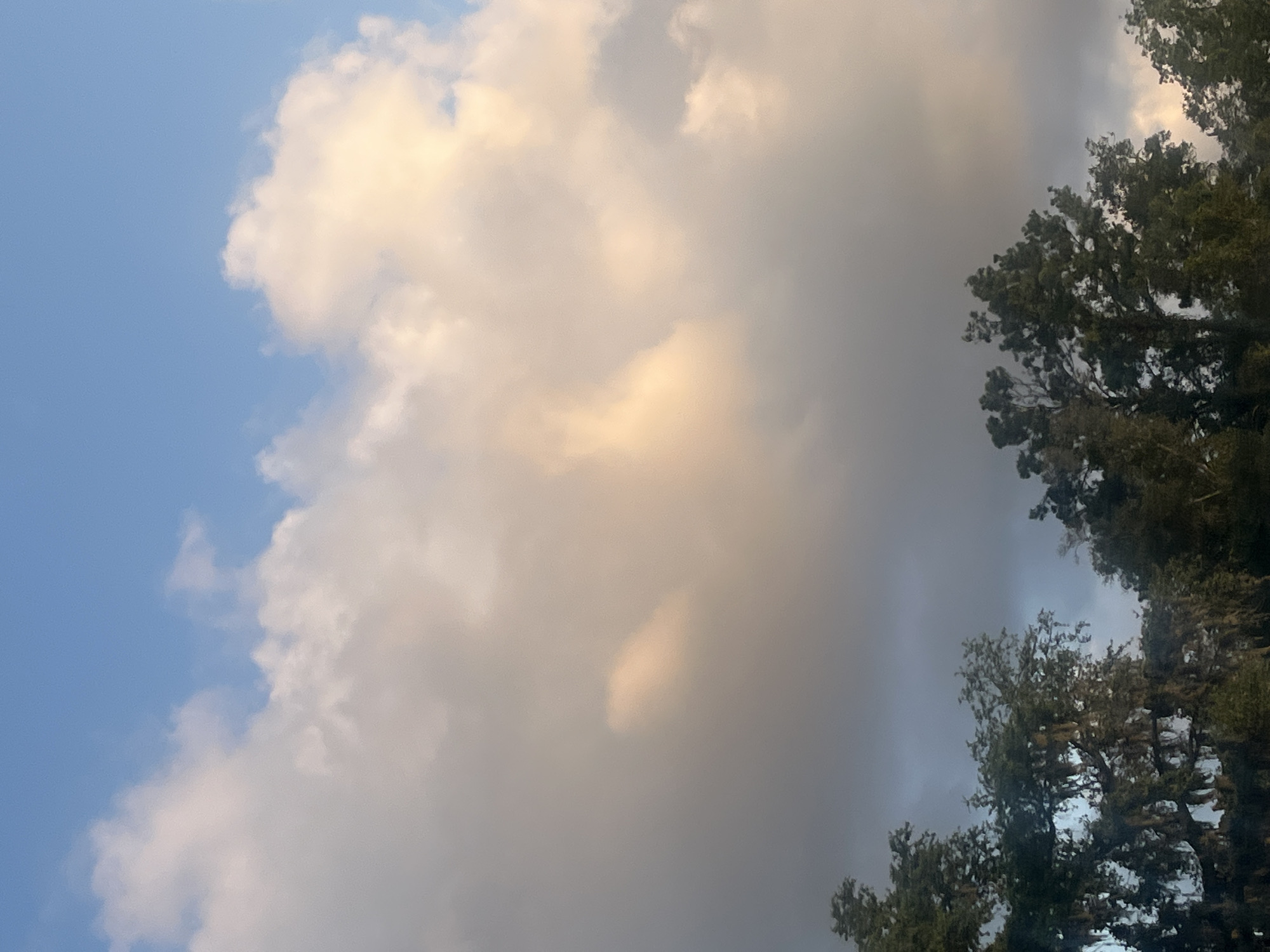 A low-angle, medium shot captures the sky above trees in Jacksonville, United States of America. The sky is filled with clouds, with the upper portion displaying a clear blue hue. The clouds are predominantly light-colored, with some tinges of orange and yellow, suggesting the presence of sunlight filtering through them. The lower part of the image features the tops of several trees. The trees are densely covered in leaves and some are draped with Spanish moss, creating a somewhat dark and textured silhouette against the brighter sky. The overall impression is of a natural landscape, possibly taken at dawn or dusk, given the lighting on the clouds.