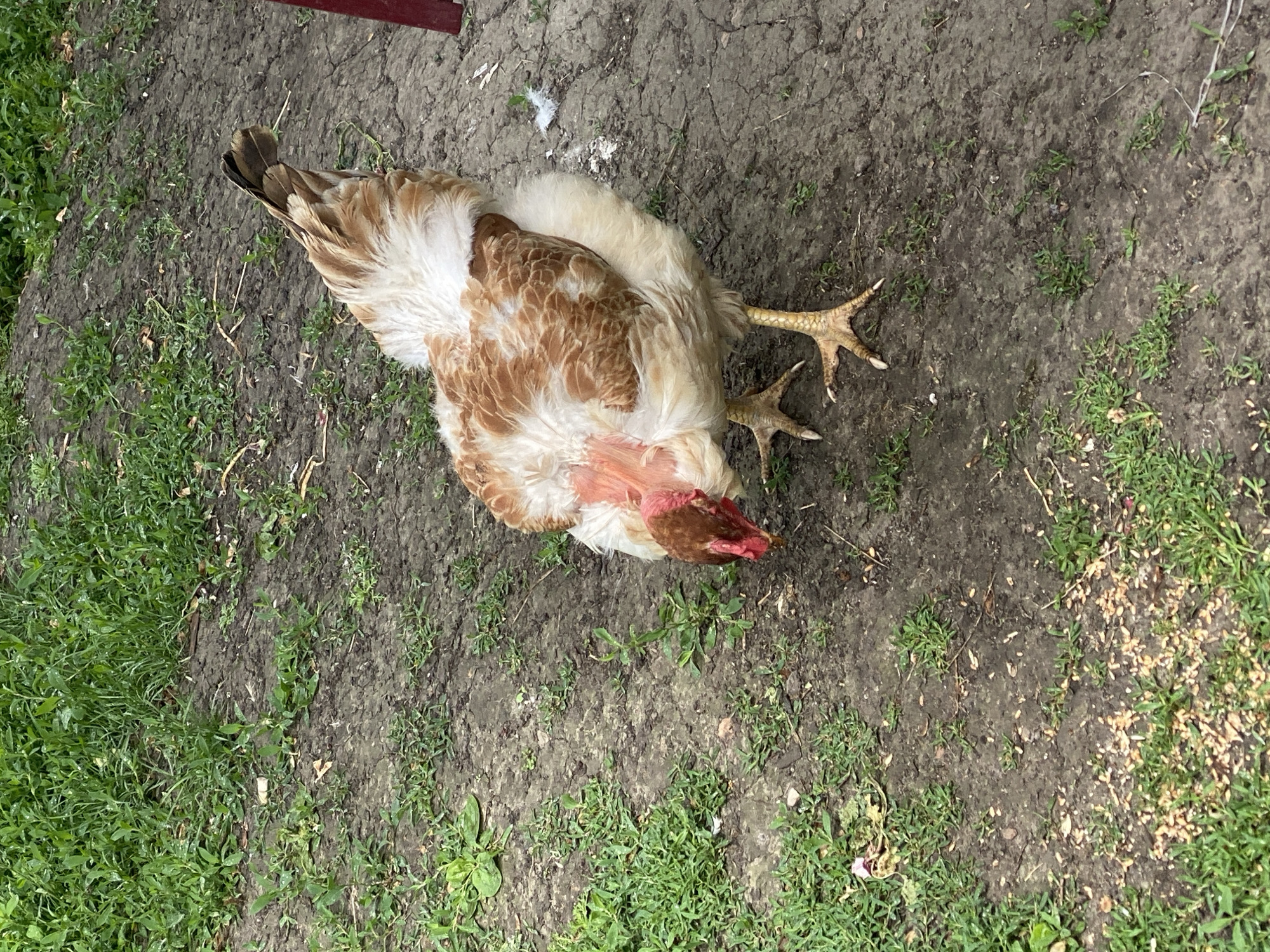 The image shows a dead chicken lying on the ground. The chicken has white and brown feathers and a red head. Its legs are extended. The ground is a mix of dirt and grass. The location is possibly near Yaresky, Ukraine, based on the prompt's request.