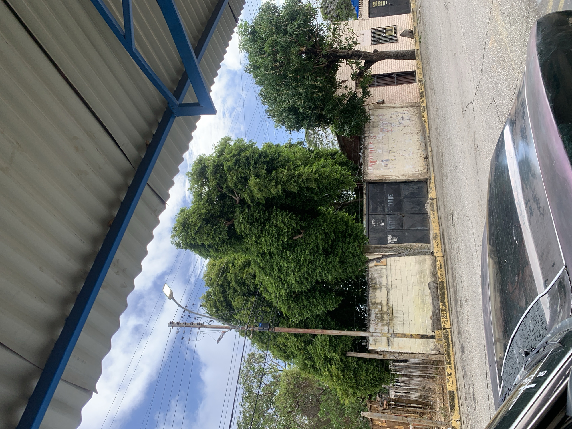The image depicts a vibrant street scene, likely in a residential or mixed-use area, under a bright daytime sky with scattered white clouds. In the upper left, a portion of a corrugated metal roof, supported by blue metal framing, extends into the frame. The scene is dominated by several large, leafy green trees that occupy the central and right parts of the image, suggesting abundant foliage. A utility pole with numerous overhead power lines and a modern-style streetlamp stands prominently, casting some light.
To the right of the trees, a paved road or alleyway is visible, bordered by a yellow painted curb. Along the roadside are several buildings with brick or painted concrete facades. One building shows a window secured with dark metal bars. Further along, a large, dark metal gate bears the visible text "LIONE." Below these structures, a low, weathered wall appears, with some exposed rebar or building materials suggesting ongoing or past construction.
In the lower right corner, the hood and part of the windshield of a dark-colored car are partially visible, reflecting some light. Faint text, including "110 VOL" and other characters, can be seen on a sticker or tag on the car's windshield area. The overall setting suggests an active but somewhat aged environment, consistent with a street in Santa Ana, Venezuela. No direct human activity is evident.