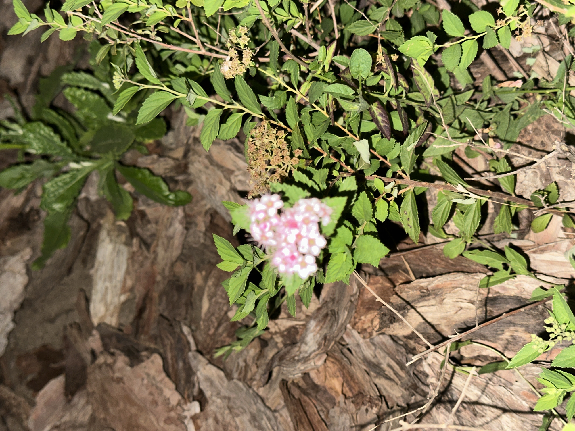 The image captures a close-up view of a plant with small pink and white flowers, situated against a backdrop of large, textured pieces of tree bark. The bark appears to be a dark brown color with visible grain and rough surfaces. The plant itself has numerous small, green leaves and several clusters of delicate flowers. Some of the flowers are in full bloom, while others appear to be developing or have already bloomed and are drying out, appearing as small, brown clusters. The lighting suggests it may be evening or a shaded area, as some parts of the image are darker than others, casting subtle shadows. There are no people or any other discernible objects in the immediate vicinity. The environment appears to be outdoors, possibly a garden or a natural setting with landscaping elements like bark mulch. The image is taken in Nevinnomyssk, Russia.