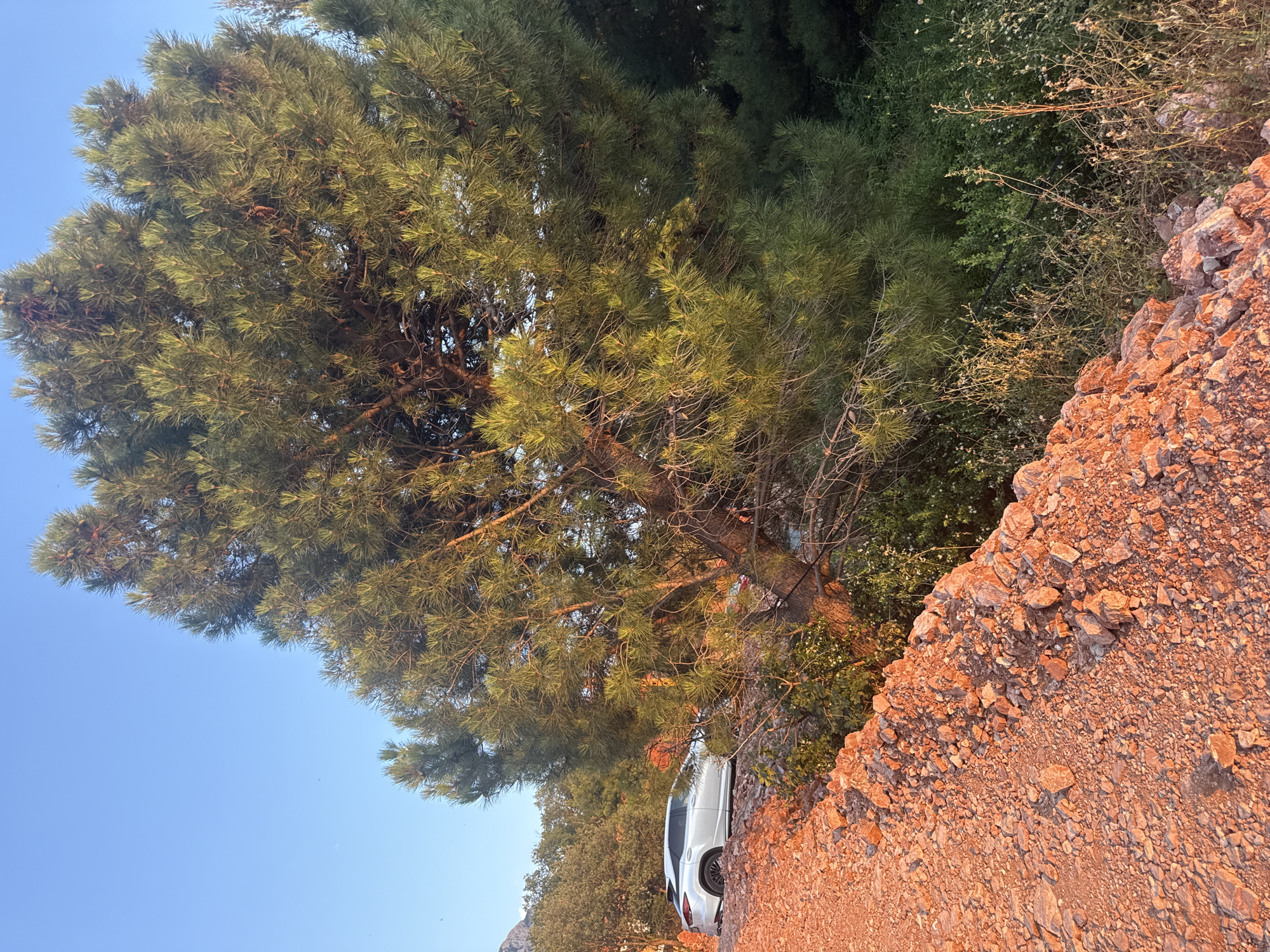 In Sveti Stefan, Montenegro, a silver Lexus RX 350 is parked on a reddish-orange dirt road with loose rocks. The vehicle is angled towards the left side of the frame. The road slopes downwards and to the left. To the right of the road, a large pine tree dominates the scene with its dense green needles. The pine tree's branches extend across the upper portion of the image. Behind the pine tree and car, a dense collection of green foliage and trees creates a verdant backdrop. The sky is a clear, pale blue. The lighting suggests it is late afternoon or early evening, as indicated by the warm, golden light illuminating the foreground and parts of the vegetation.