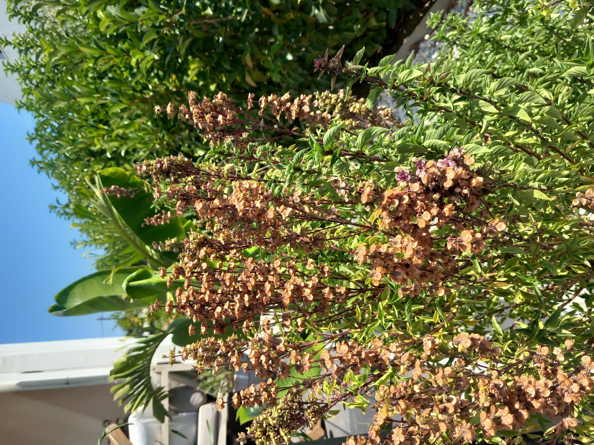 The image displays a close-up of a basil plant in bloom, featuring numerous dried brown seed heads and some developing purple flowers. The plant has a bushy appearance with green leaves and reddish-purple stems. In the background, there are more lush green plants, suggesting an outdoor garden setting. A white structure, possibly a building, is partially visible to the left, along with a clear blue sky. The lighting indicates it is daytime. The location is identified as Άγιος Νεκτάριος, Greece.