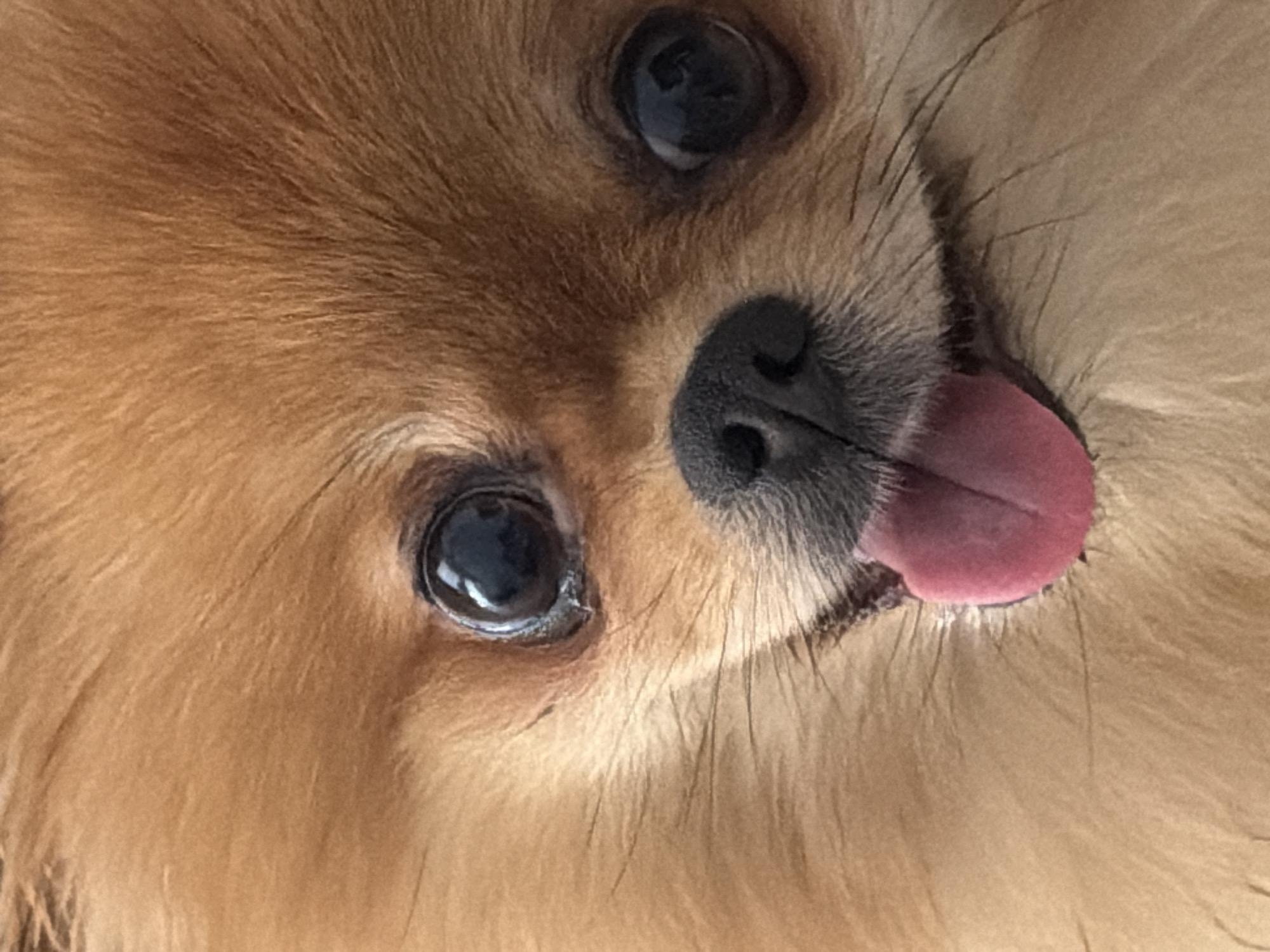 A close-up, head-on shot shows the face of a Pomeranian dog. The dog has light brown fur and large, dark eyes. Its pink tongue is sticking out of its mouth. The background is out of focus and appears to be indoors. The image does not provide any information about the city of Marmaris, Turkey.