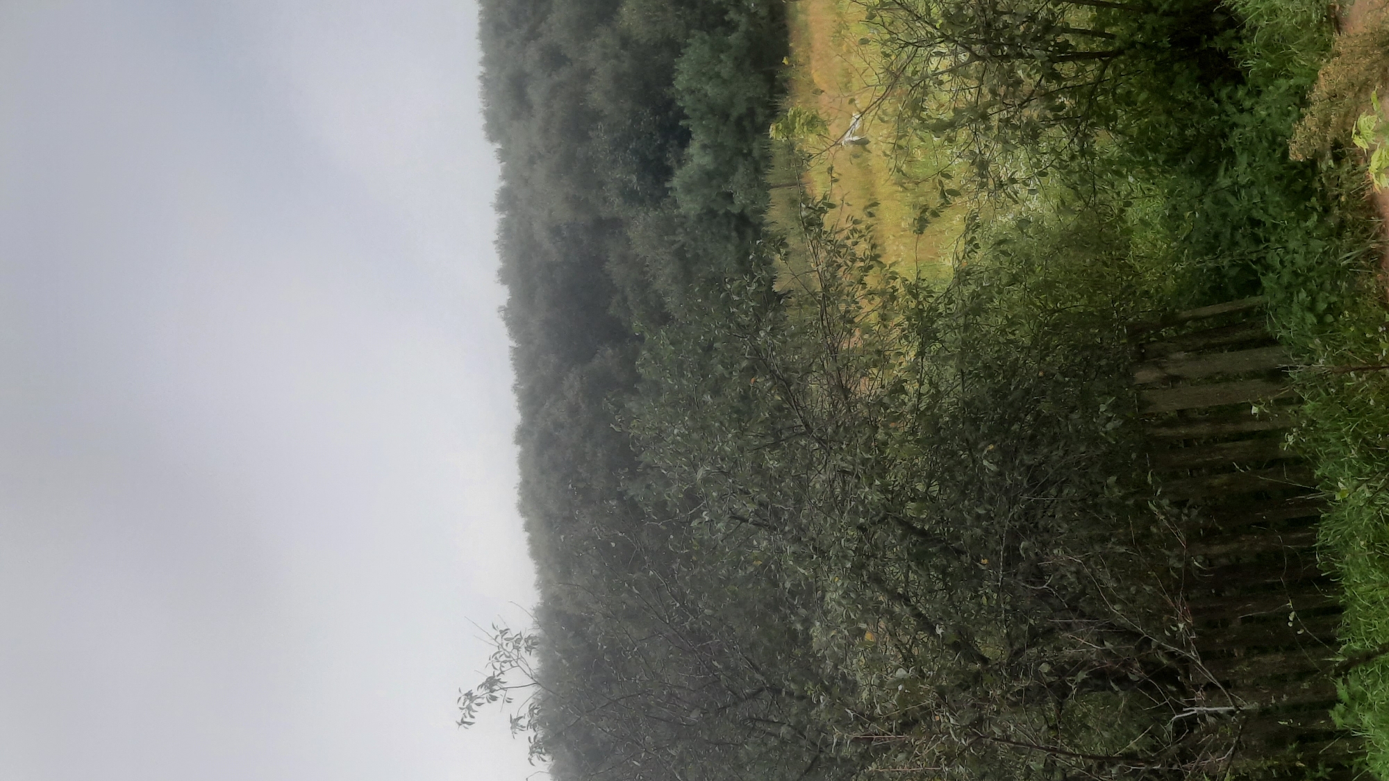 The image depicts a misty, overcast day in a rural setting, likely on the outskirts of Шклоў, Belarus. In the foreground, dense green foliage, possibly from trees and bushes, dominates the left and lower portions of the frame. A weathered, wooden fence runs diagonally across the lower part of the image, separating the dense vegetation from a field beyond. The field itself is covered in dry grass and some scattered green patches, suggesting it is either late summer or early autumn. In the background, a heavily wooded hillside rises, its trees appearing dark and muted due to the heavy mist that obscures the horizon and the sky. The overall atmosphere is subdued and somewhat melancholic, with a lack of distinct human presence or activity. The light is diffused, creating soft shadows and a lack of sharp detail, characteristic of foggy weather.