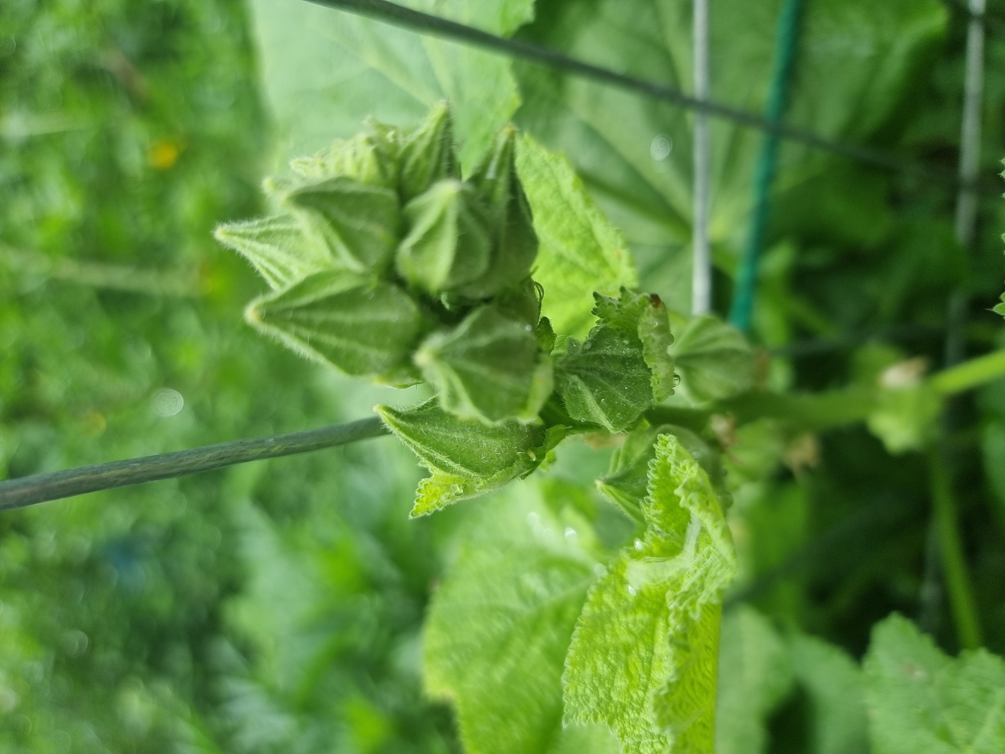 In Copanca, Moldova, a close-up, macro photograph captures a cluster of immature okra pods on a plant. The pods, characterized by their pointed, ribbed structure and fine, fuzzy hairs, are a vibrant green color. They are arranged in a dense grouping at the top of a stem, with some individual pods clearly defined and others partially obscured. Water droplets are visible on the pods and surrounding leaves, suggesting recent rain or watering. The background is a soft blur of lush green foliage, with some bokeh effect from out-of-focus light sources, indicating an outdoor setting, likely a garden or field. A thin, vertical stake, possibly supporting the plant, is visible on the left side of the frame. The overall impression is one of growth and natural beauty in a rural environment.