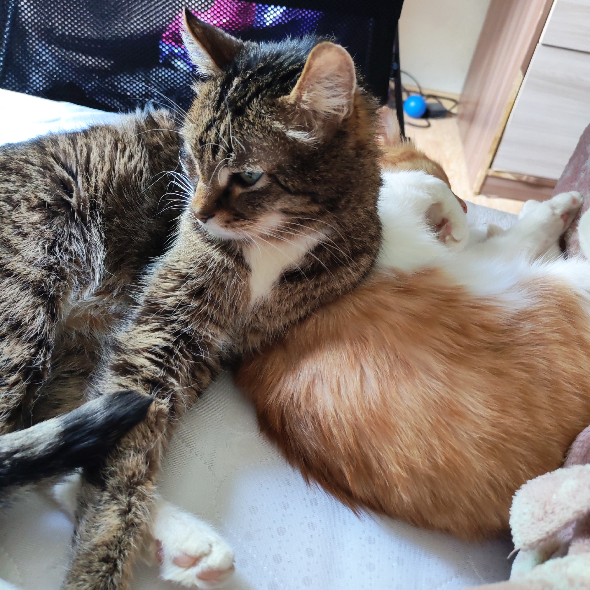 Two cats are lying on a white patterned surface, possibly a bed. One cat has brown and black fur and is lying on its side with a black-tipped tail. The second cat has orange and white fur, and it is snuggled against the first cat. A blue ball is visible in the background, along with a wooden cabinet. The cats are resting indoors. The location is Chaikovsky, Russia.
