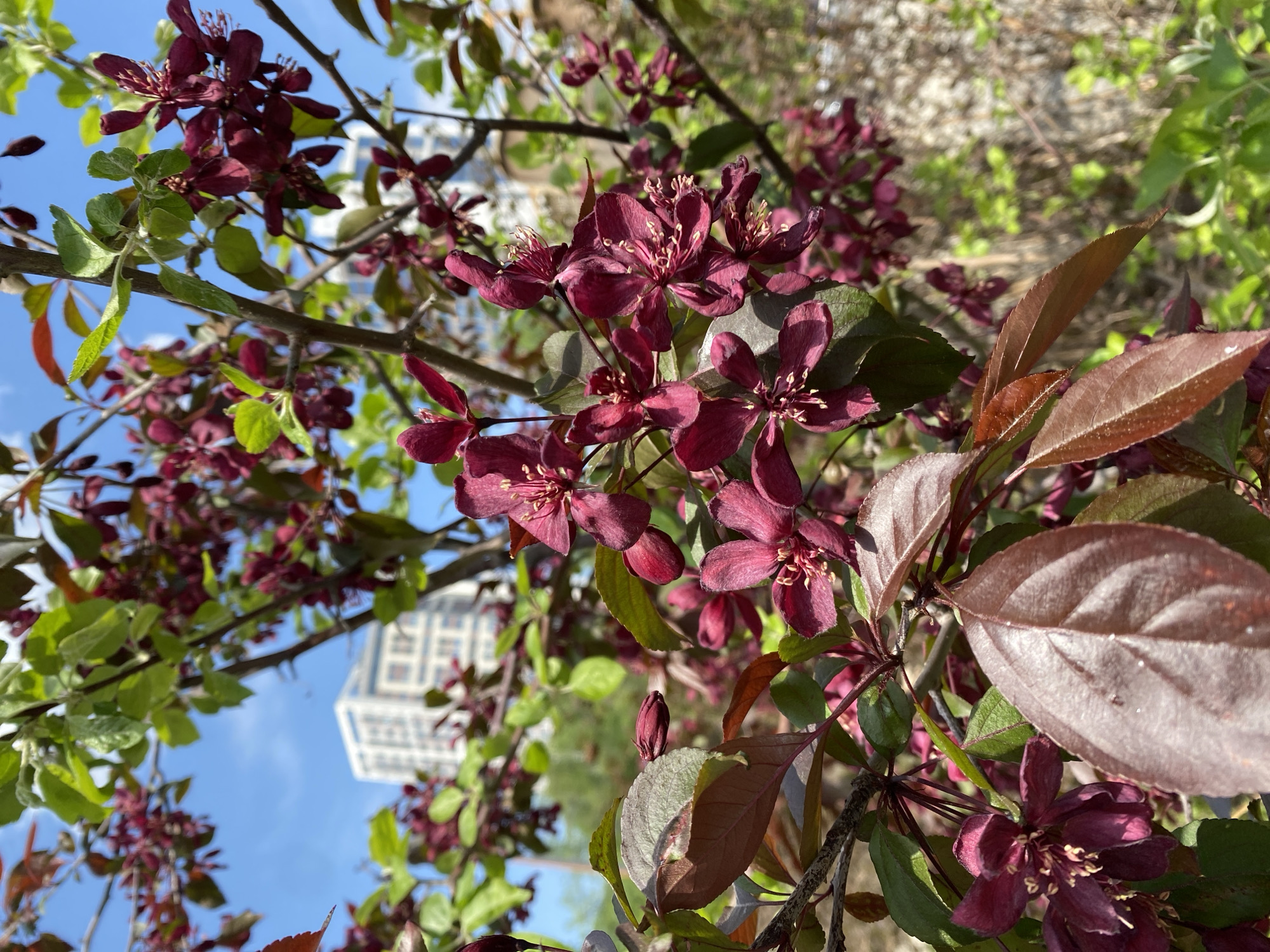 The image shows a close-up of a tree with dark red flowers in bloom. Some of the leaves are reddish-brown and others are green. A building can be seen in the background, along with a clear blue sky. Based on the presence of the architecture and the request, the location is Yekaterinburg, Russia.