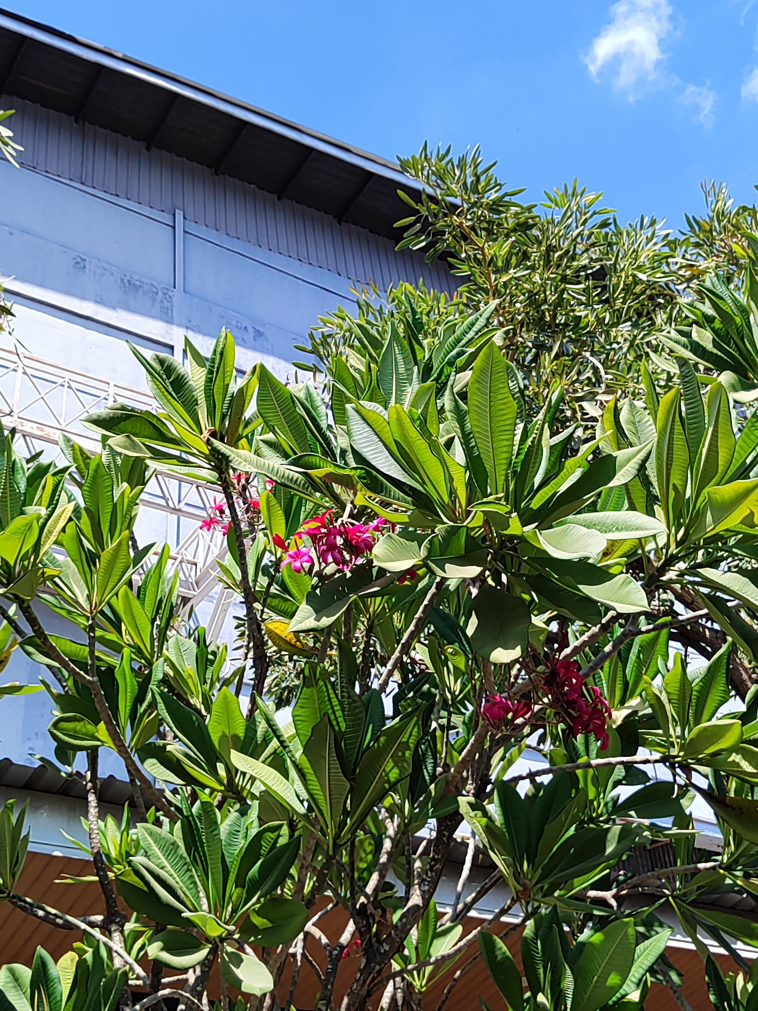 This is a close-up, low-angle shot of lush green foliage with small pink flowers, likely a frangipani tree, set against a bright blue sky with a few wispy white clouds. In the background, a light blue building with a corrugated metal roof and metal scaffolding is visible. The scene is located outdoors in Sempusari, Indonesia.
