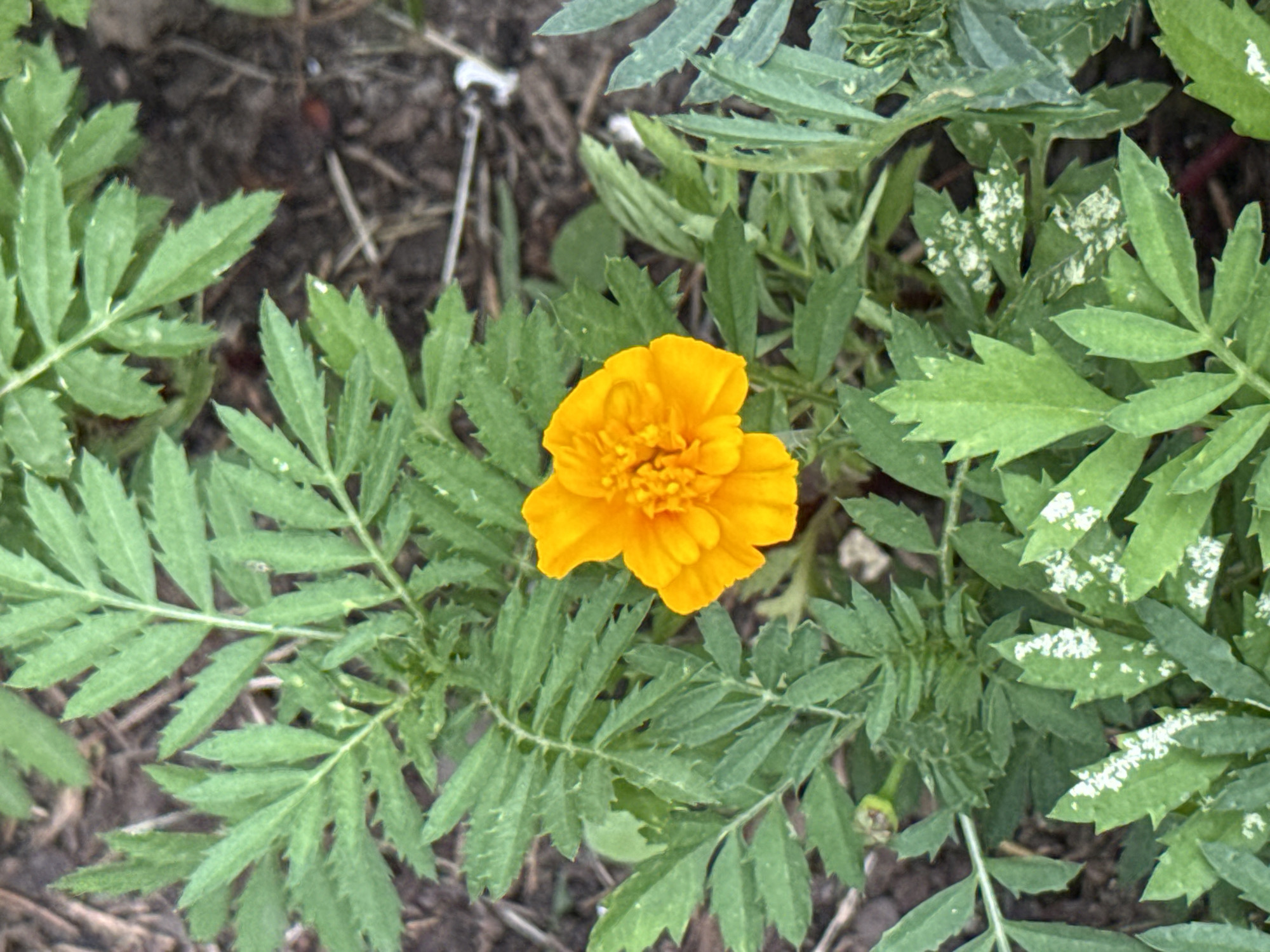 A single, vibrant orange marigold flower is in full bloom, centrally located against a backdrop of lush green, serrated leaves. The flower's petals are densely packed and form a rounded shape. The surrounding foliage is varied, with some leaves appearing healthy and vibrant, while others show signs of white spotting or powdery mildew, particularly towards the bottom of the frame. The ground beneath the plant is covered in dark soil and some organic debris. The image was taken outdoors, suggesting a garden or natural setting. The location is identified as Kołczewo, Poland.