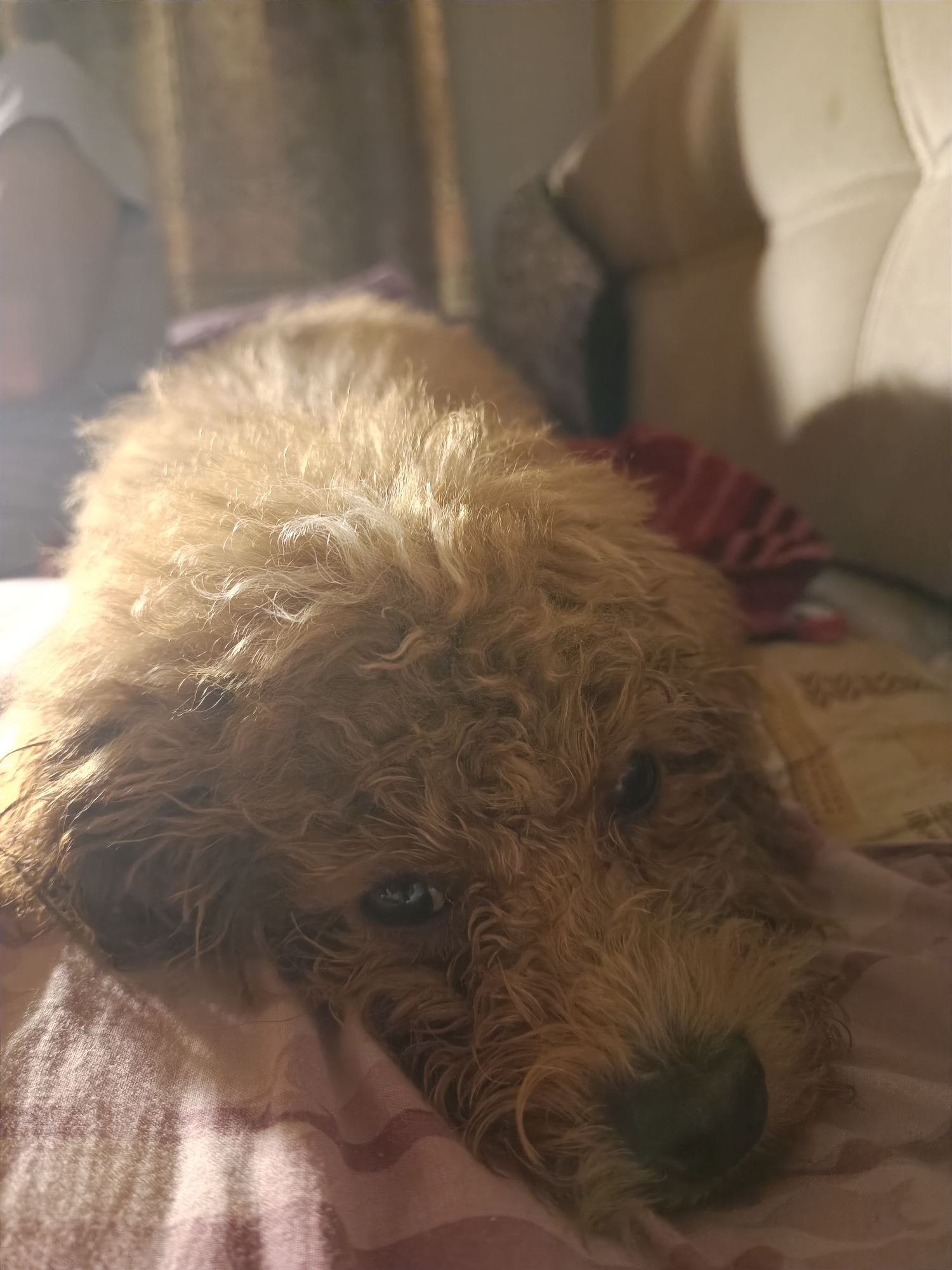 A light brown, fluffy dog lies on a bed, its head resting on a patterned blanket. The dog's fur is curly and appears slightly damp. Sunlight streams in from the left, casting a warm glow and creating highlights on the dog's fur. The background is blurred, showing a sofa and curtains. The scene suggests a relaxed, indoor setting.