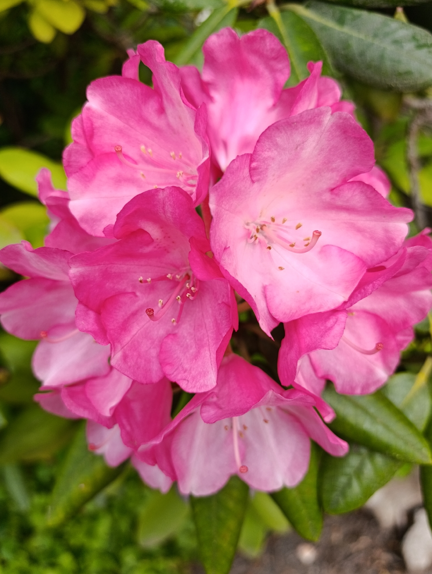 The image shows a cluster of pink rhododendron flowers in full bloom, surrounded by green foliage. The petals range from a deep pink to a softer, almost white, pink at the center. The stamens and pistil are visible within the flowers. The background is a mix of green leaves and possibly some yellow-green foliage, suggesting a garden or natural setting. The exact location and city are unknown.
