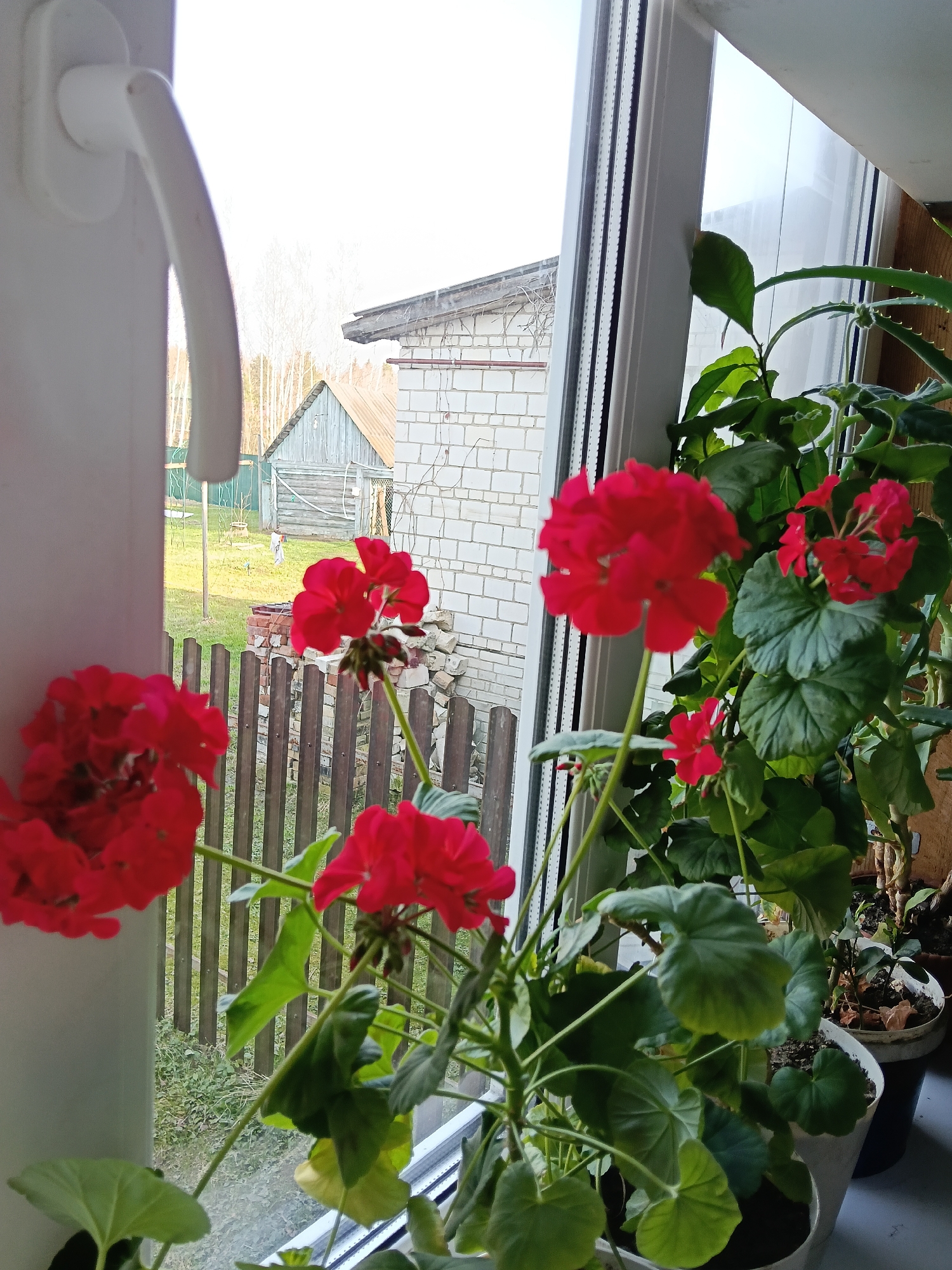 The image shows a window with red geraniums in pots, viewed from inside a building in Красный Маяк, Russia. Outside the window is a yard with a fence, brick building and a wooden shed. The geraniums are in full bloom and several other green plants sit along the edge of the window.