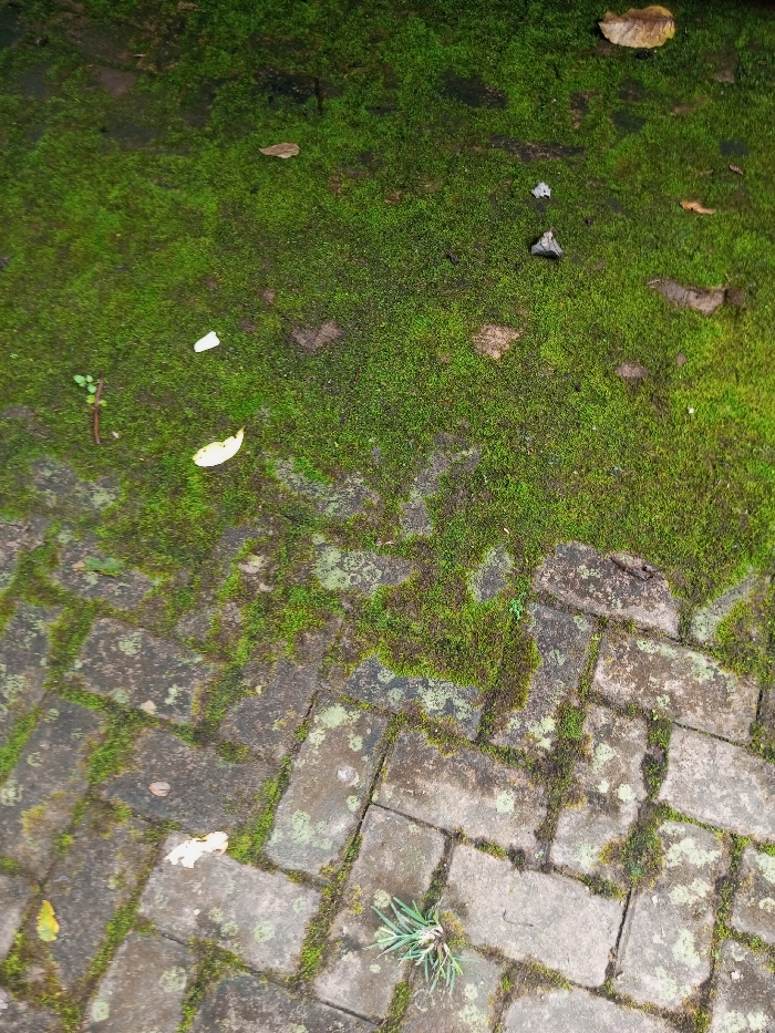 The scene depicts an outdoor ground surface in Kanand, India, observed from an overhead perspective. The upper approximately one-third of the frame is dominated by a dense, vibrant green moss layer. Within this moss, several dried leaves, varying in shades from brown to pale yellow/white, are scattered. A few small, slender green plant sprouts are also visible within the moss. The lower approximately two-thirds of the frame consists of grey rectangular paving stones arranged in a herringbone pattern. Green moss and lighter green lichen patches have colonized the joints between the stones and portions of the stone surfaces. A distinct cluster of green, grass-like vegetation emerges from a paver in the lower right quadrant. The transition between the solid moss cover and the paved area is irregular. No individuals, animals, or active interactions are present. The environment appears moist, fostering significant organic growth on both soil and paved surfaces.