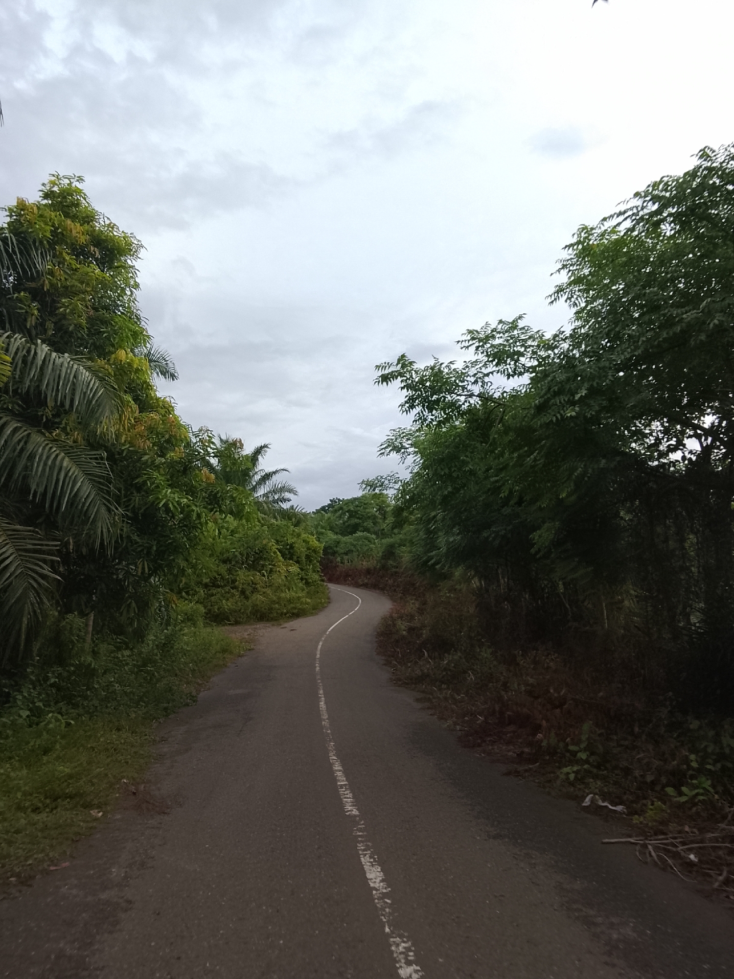 A solitary paved road curves through a dense, verdant landscape. Lush green foliage crowds both sides of the road, with the leaves of palm trees and other trees creating a thick canopy overhead. The road itself is asphalt, marked with a white line down its center, which appears to be worn in places. The ground alongside the road is covered in grass and undergrowth, with some dry leaves and twigs scattered near the edges.
The sky above is overcast with gray clouds, suggesting a cloudy or potentially rainy day. The light is diffused, creating a soft, somewhat muted atmosphere. There are no people or vehicles visible in the image, lending a sense of solitude to the scene. The overall impression is one of a remote, natural setting, perhaps a rural road in a tropical region. The dense vegetation hints at a humid climate, and the overcast sky adds a touch of somberness or tranquility. The scene is peaceful and untouched, inviting a feeling of quiet exploration. No text is visible in the image.
