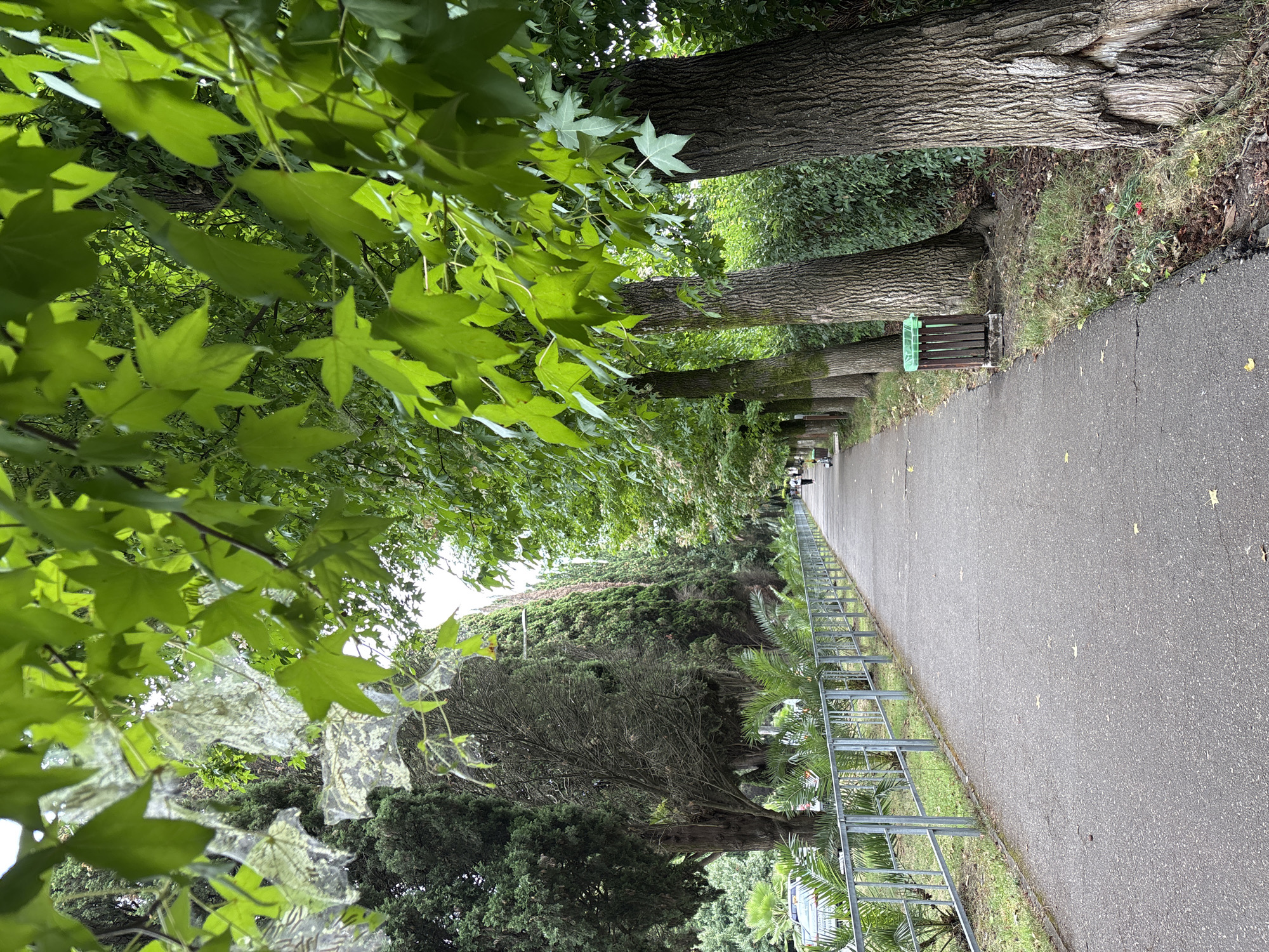 The image depicts a paved walkway in an urban park in Sochi, Russia, lined with trees and a metal fence. The walkway is a dark gray asphalt, showing some cracks and scattered leaves. To the left of the walkway, a metal fence runs along the edge of the park, with lush green grass and palm trees visible beyond it. Several large, mature trees with rough bark stand to the right of the walkway, their branches heavy with vibrant green leaves. A person is walking in the distance on the walkway. A wooden trash bin with a green lid is situated near the trees on the right side. The overall scene suggests a pleasant, well-maintained outdoor area within the city.