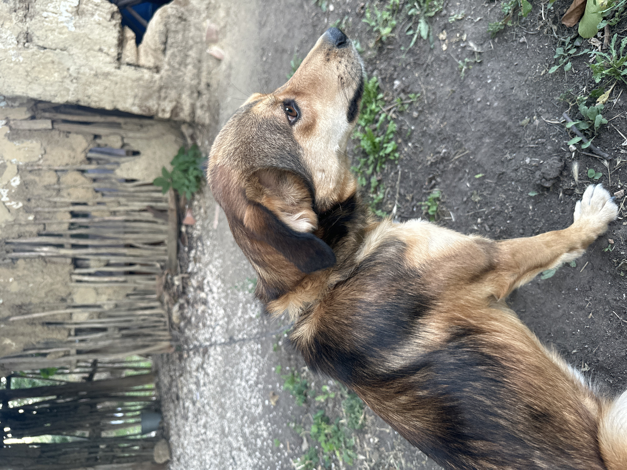 A medium shot captures a dog in profile, facing right. The dog has brown and black fur with distinct markings on its back. Its head is turned, showing its eye and nose. The background consists of a dilapidated structure with a fence made of vertical wooden poles and a crumbling wall. The ground is a mix of dirt and sparse green vegetation.