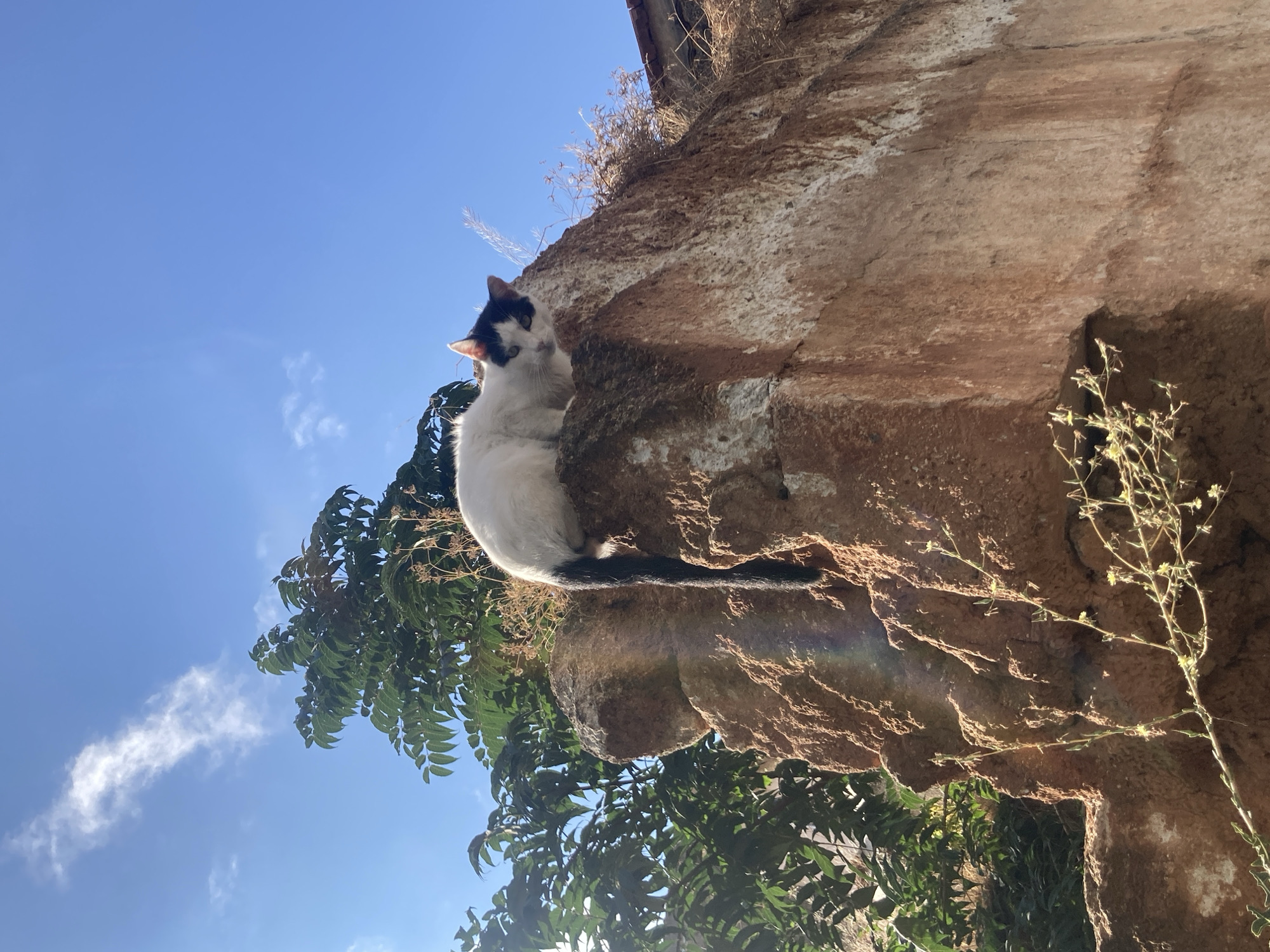 A black and white cat is perched on a reddish-brown rock formation under a clear blue sky. The cat is facing the camera, with its head tilted slightly. Green foliage is visible on the left side of the image, behind the rock. The rock appears weathered and textured, with some dry grass growing on its surface. The scene is outdoors, and the lighting suggests it is daytime. The location is Avanos İlçe Merkezi, Turkey, a region known for its unique rock formations.