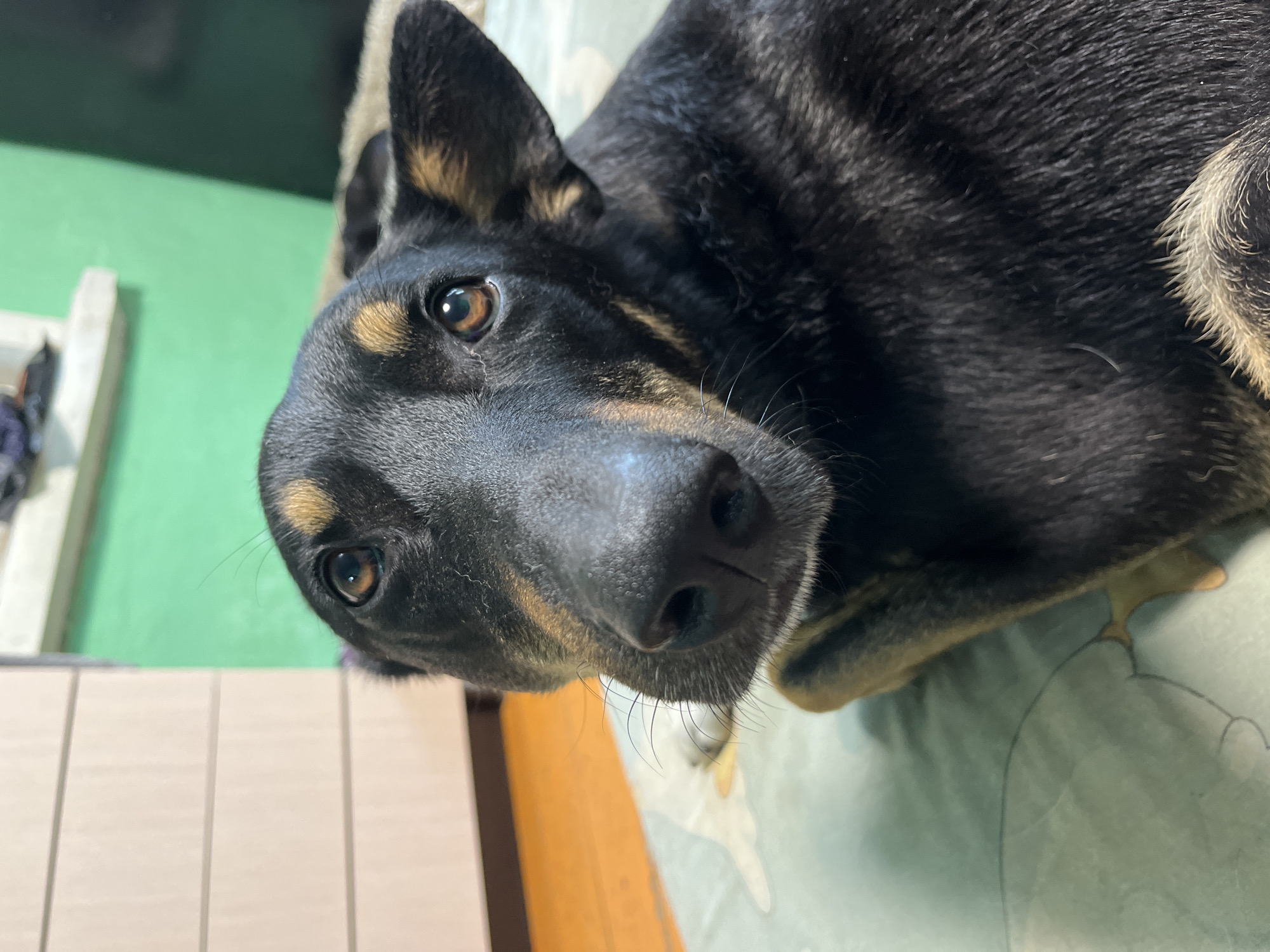 The media file is a close-up, overhead shot of a black and tan dog. The dog's head is tilted, and its eyes are looking directly at the camera with a curious expression. Its fur is short and dense, with tan markings above its eyes and on its ears. The dog's nose is dark and wet, and its whiskers are visible. The background is slightly blurred, but appears to be an indoor setting with a green wall and a pale, possibly wooden, surface in the foreground. The lighting suggests it is daytime. There is no visible text in the image. The dog appears to be relaxed and comfortable.