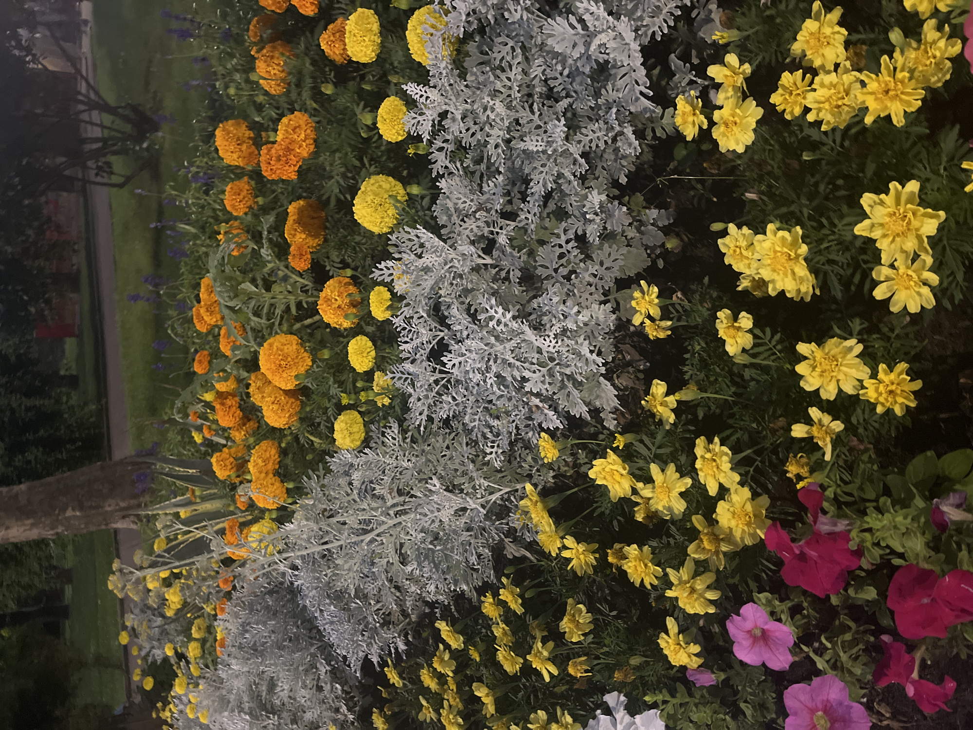 The image displays a flowerbed at dusk in a park. The foreground is filled with a variety of flowers, including bright yellow marigolds, delicate pink and magenta petunias, and a dense planting of silvery-grey foliage plants. In the background, orange marigolds are visible, interspersed with sparse purple flowers and dark green foliage. A tree trunk is prominent on the left side of the image, and a pathway is discernible in the distance. The scene suggests an outdoor public space, likely a park or garden within the city of Krasnodar, Russia. There are no people or animals visible in the image. The lighting suggests it is twilight, with artificial lights possibly illuminating the scene from an unseen source.