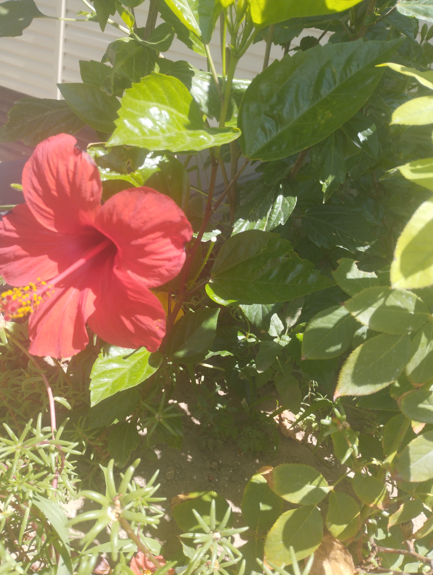 A close-up, vertical shot captures a vibrant red hibiscus flower in bloom, its delicate petals unfurling against a backdrop of lush green foliage. The flower's stamen, tipped with yellow pollen, is prominently visible in the center. Sunlight filters through the leaves, creating a dappled effect and highlighting the glossy texture of the leaves. In the foreground, smaller green plants with needle-like leaves create a textured ground cover. The scene is situated outdoors, with a light-colored wall or structure visible in the upper left portion of the image, suggesting an urban or suburban setting. The environment appears to be a garden or a landscaped area in Zarafshan, Uzbekistan, characterized by its sunny climate and abundant plant life. There are no people or animals present in the image.