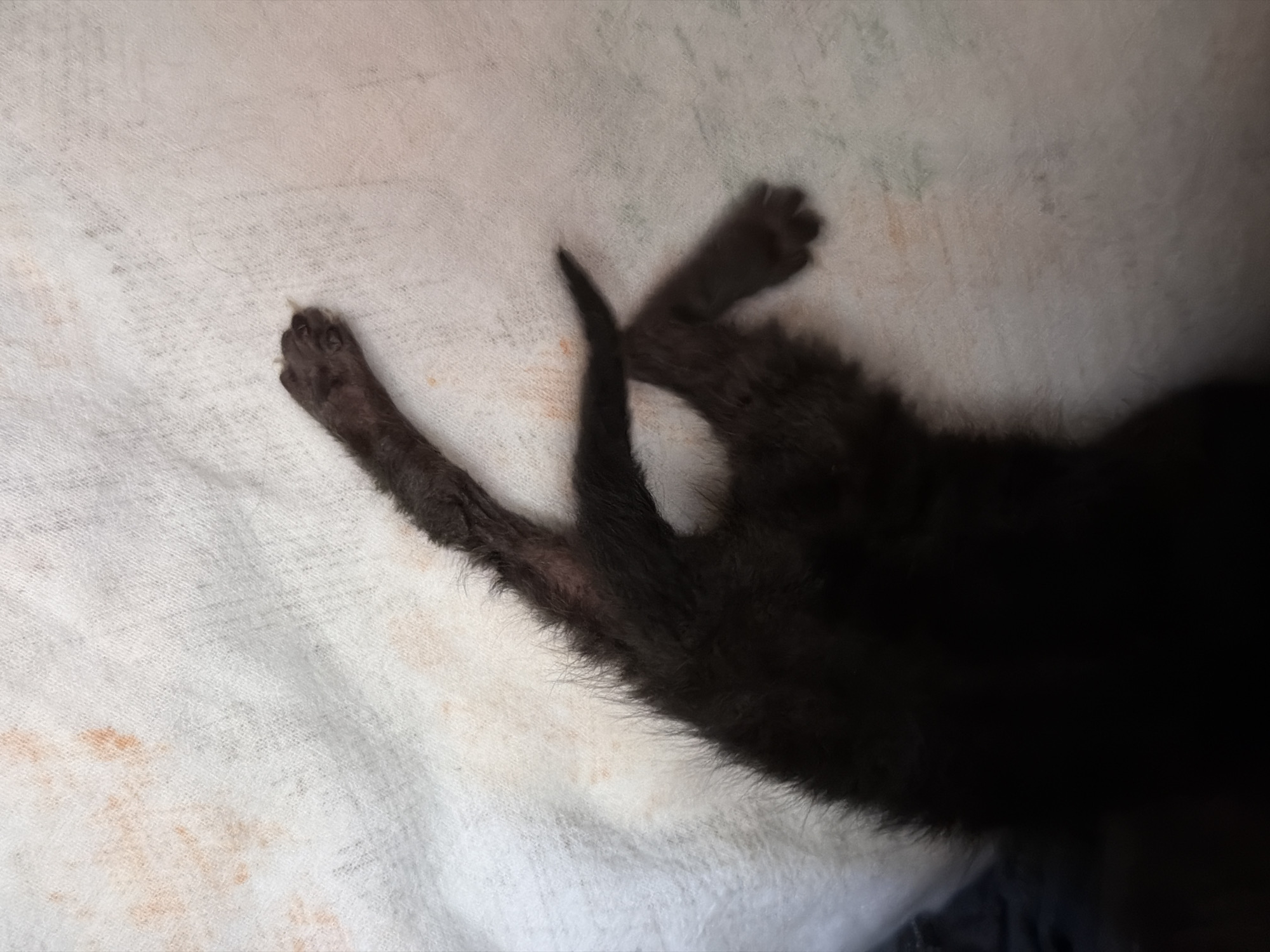 The image shows the hind legs and paws of a black kitten lying on a white, textured fabric. The kitten's fur is dark and somewhat sparse on its legs, revealing the skin underneath, which appears slightly pink and possibly dry or irritated. The paws are dark and small, with visible toes and nails. The fabric beneath the kitten has some faint orange-brown stains. The overall lighting is dim, casting shadows that obscure parts of the kitten's body. The image does not contain any identifiable features of Podgorica, Montenegro.