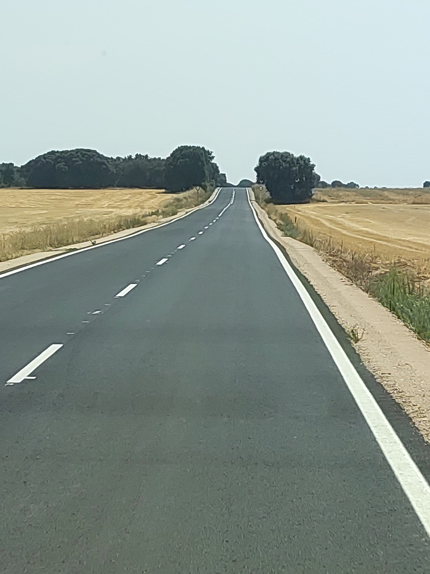 A straight asphalt road stretches into the distance, bordered by a white line on the right and a dashed white line on the left. The road is flanked by dry, yellow fields, likely stubble from a harvest. A line of trees, dark green and dense, runs along the horizon on the left side of the image, with scattered trees visible on the right. The sky is a clear, pale blue, suggesting a sunny day. The overall scene is rural and sparsely populated. The image was taken in the municipality of Cigales, Spain.