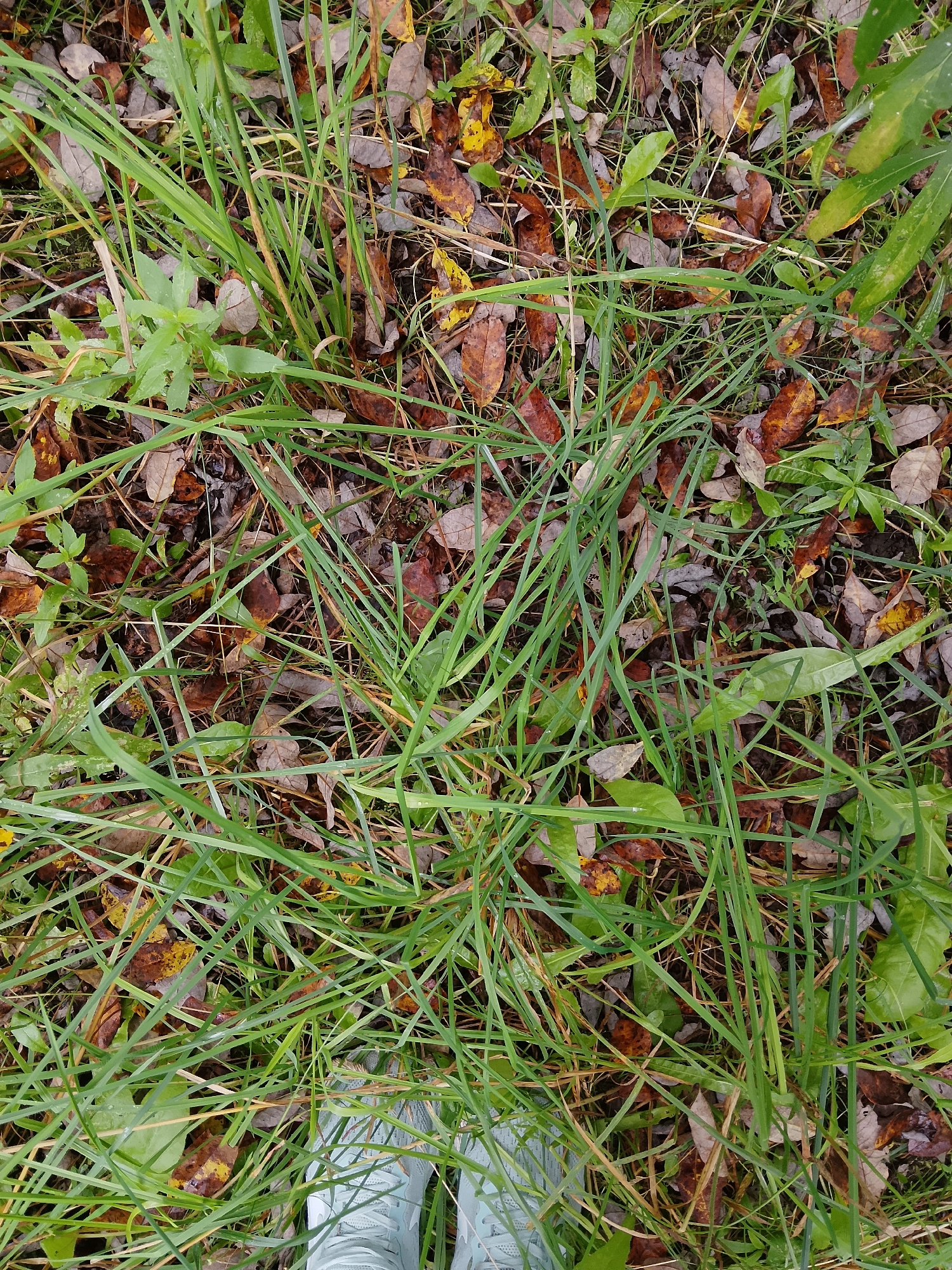 This image shows a close-up view of grass and fallen leaves on the ground. The grass is a vibrant green, with some blades appearing wet. Interspersed among the grass are numerous fallen leaves in various shades of brown, red, and yellow, indicating an autumn setting. The ground appears to be soil, with some darker patches suggesting moisture. In the bottom right corner of the image, a pair of light blue athletic shoes is partially visible, indicating a person is standing or walking in this area. There are no other people or discernible man-made structures in the immediate frame. The scene is natural, likely an outdoor area within Noviy, Russia, given the context.
