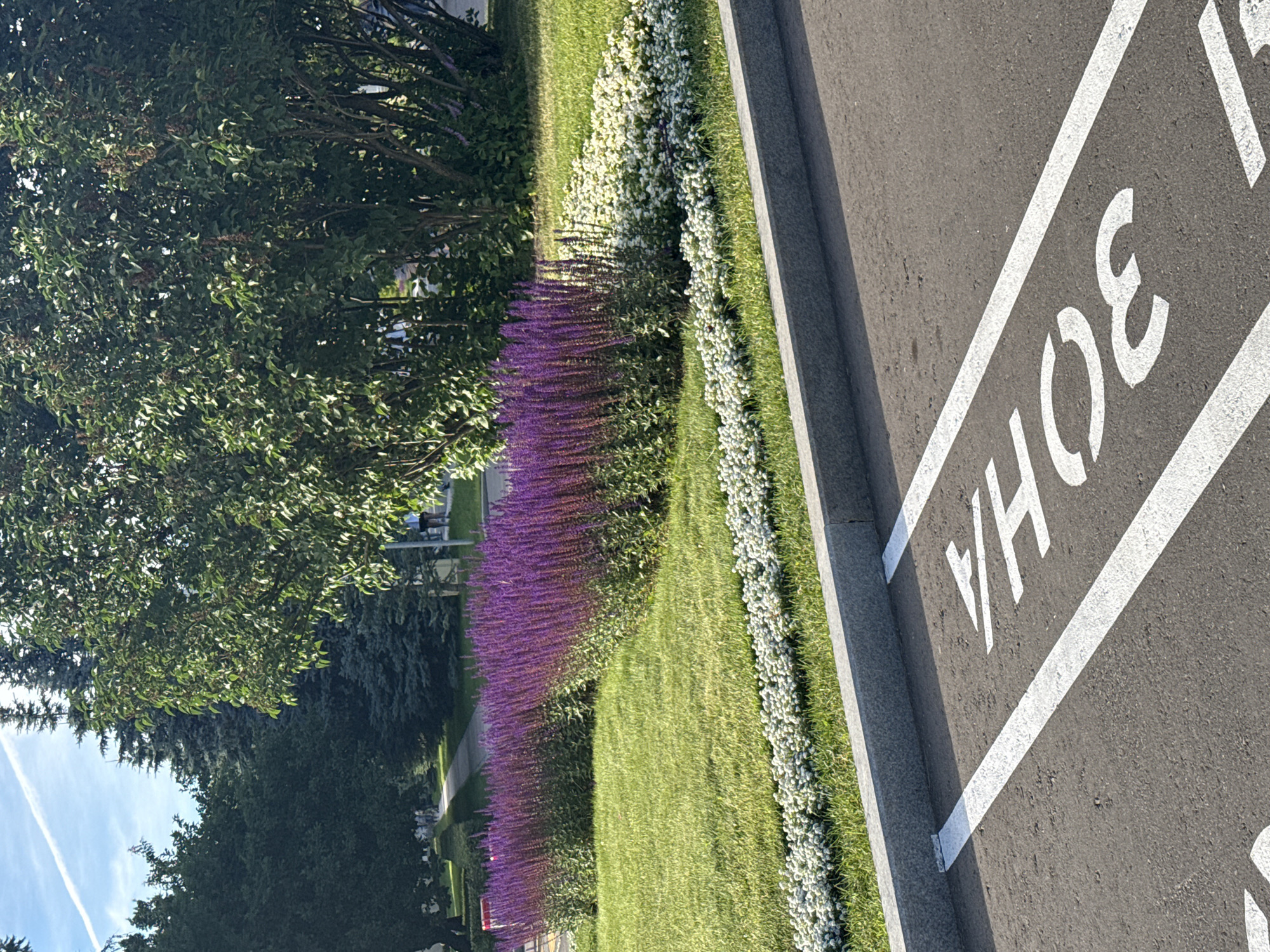 The image shows a view of a landscaped area with a paved surface in the foreground. The paved area has white markings indicating parking spaces, with the visible text "ЗОНА" (ZONE) and "30" painted in white. Adjacent to the paved area is a grey concrete curb, separating it from a green lawn. The lawn is decorated with two rows of purple flowers, likely salvia, followed by a row of small white flowers. In the background, a paved walkway leads through a park-like setting with trees and a clear blue sky with a contrail. The overall scene suggests a public outdoor space, possibly a park or a well-maintained public area in a city. The presence of parking markings indicates that this area is likely accessible by vehicles. The environment appears to be tidy and well-maintained, suggesting a municipal or institutional setting.