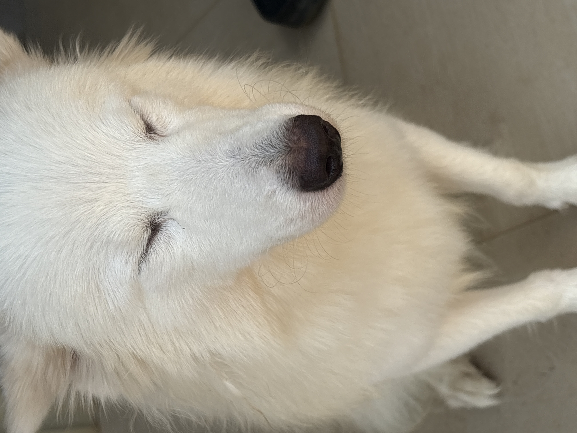 This is a close-up, overhead shot of a white dog, likely a Samoyed, sleeping. The dog's eyes are closed, and its face is relaxed. The fur is fluffy and white, with some areas appearing slightly cream-colored. The dog's nose is dark and appears wet. The background is a neutral, light gray surface, possibly a floor. The lighting suggests it's daytime, and there are no external environmental cues to suggest weather conditions. The image is shot from a high angle, looking down at the dog. There is no visible text in the image. The context of Ikot Ekpene, Nigeria is not visually apparent in this image.