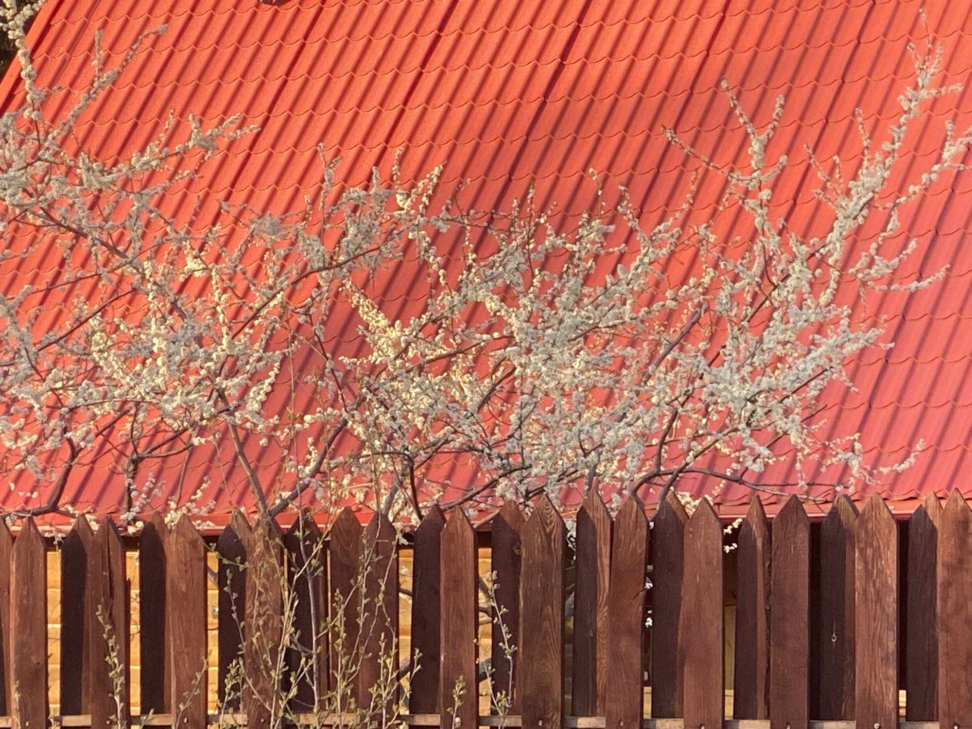 The image captures a scene in Verkh-Neyvinsky, Russia. A wooden fence with pointed top planks stands in the foreground. Behind the fence, a blooming tree with white flowers partially obscures a building with a red tile roof. The scene is bathed in sunlight.