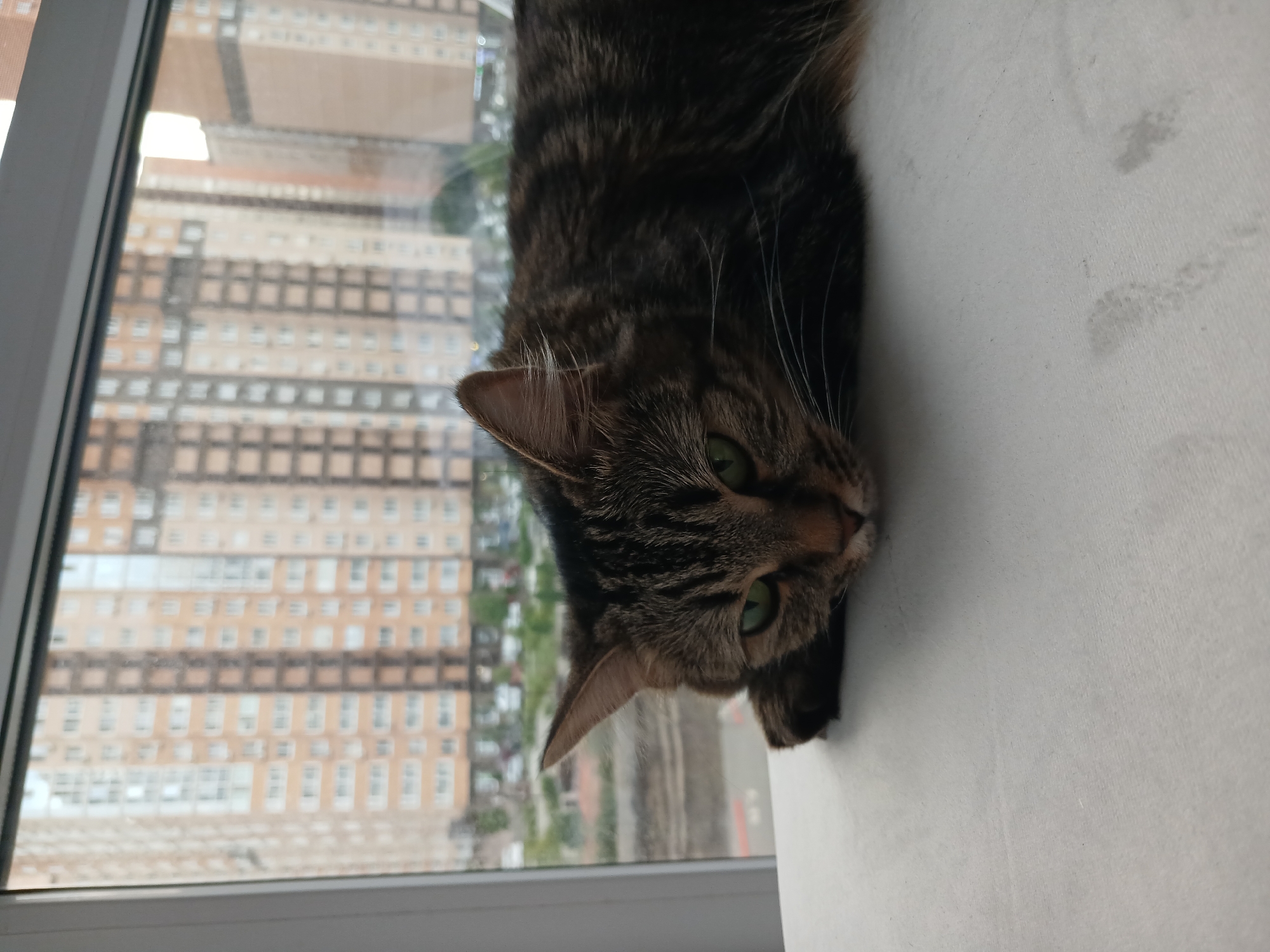 A tabby cat with green eyes is lying on a white surface, with its head resting on its paws. The cat is looking towards the viewer with a calm expression. In the background, a blurred view of apartment buildings is visible through a window. The scene appears to be set in a residential area of Krasnodar, Russia, given the architectural style of the buildings. The lighting suggests it might be daytime, possibly overcast, as there are no harsh shadows.
