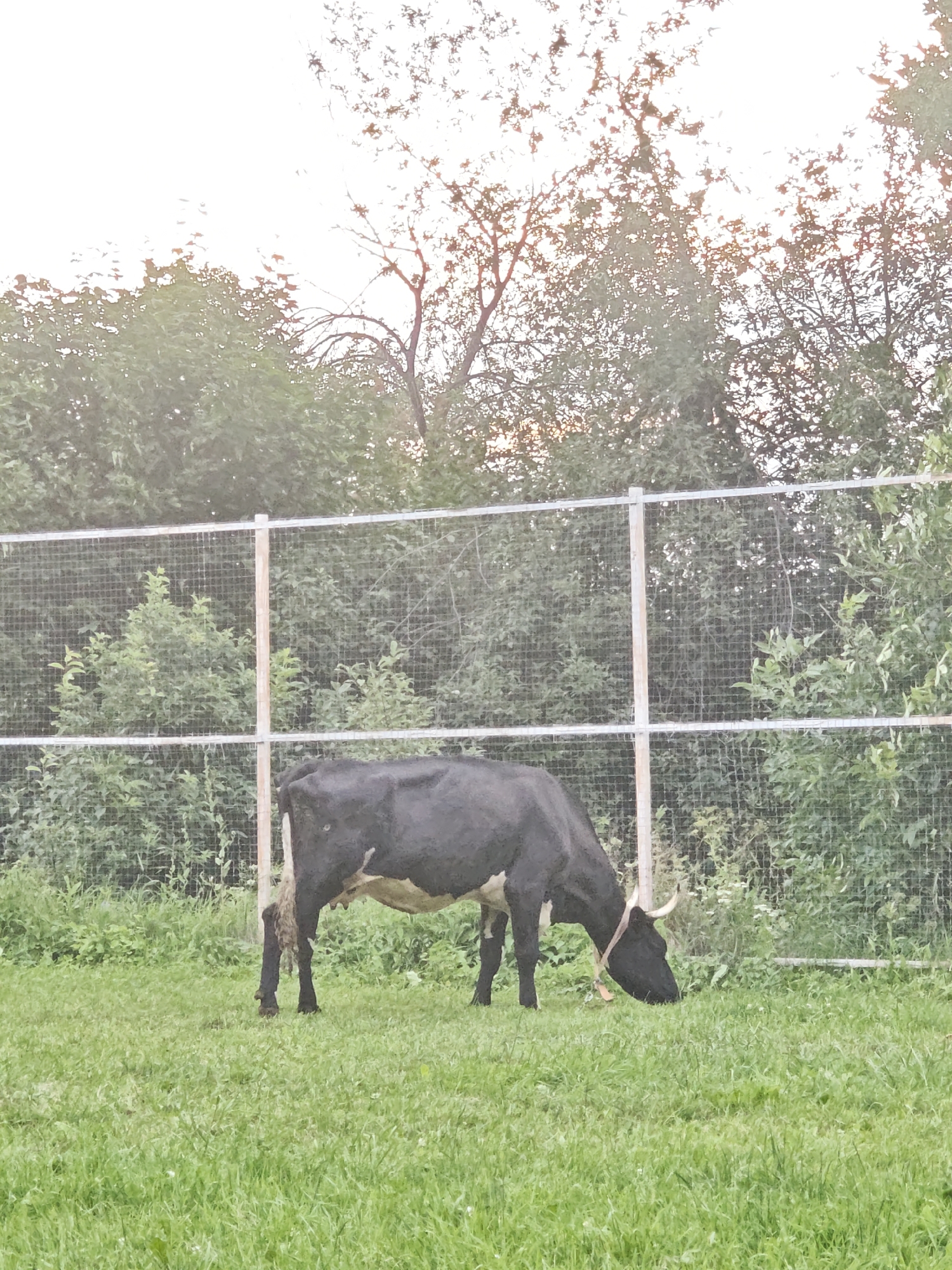 The image depicts a black and white cow grazing in a lush green field in Novosinkovo, Russia. The cow is the primary subject, standing in the center of the frame with its head lowered to eat grass. It has a light-colored collar around its neck. Behind the cow, a wire fence with wooden posts stretches horizontally across the middle ground, separating the field from a dense background of green trees and foliage. The trees are thick and appear to be in full leaf, suggesting a warm season. The sky is bright and overcast, with some subtle hints of orange and red light filtering through the trees, indicating either sunrise or sunset. The overall impression is a peaceful, rural scene. There is no visible text in the image.