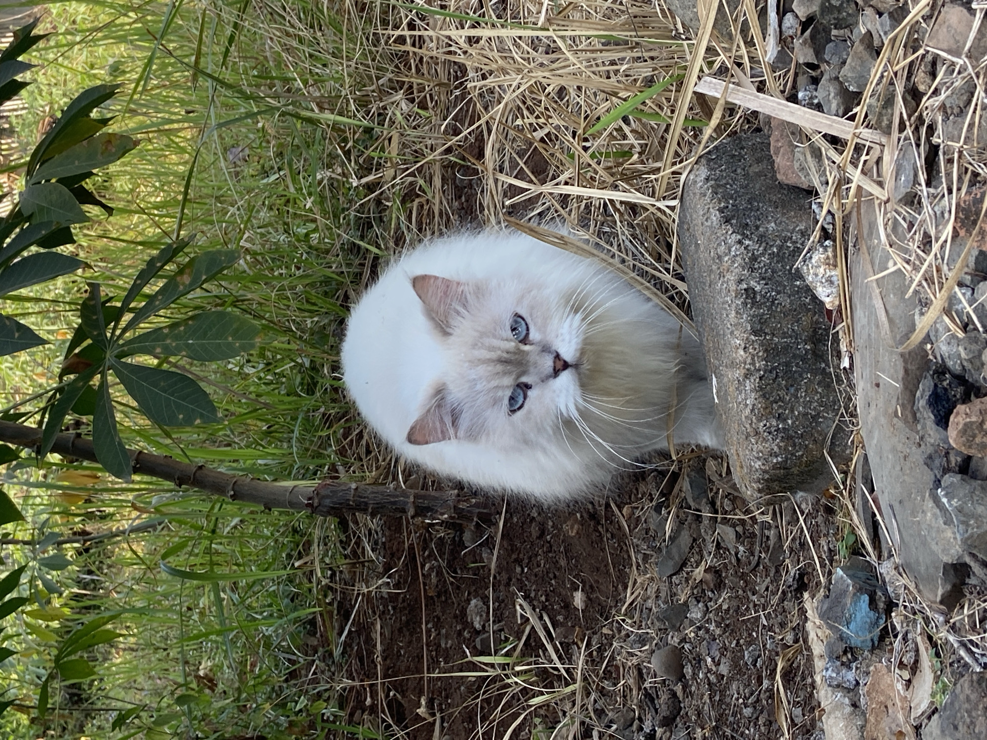 A fluffy white cat with blue eyes sits on the ground outdoors, surrounded by dry grass and dirt. A thin tree trunk is behind the cat, and the background is filled with green foliage. Several rocks are scattered on the ground in front of and around the cat.