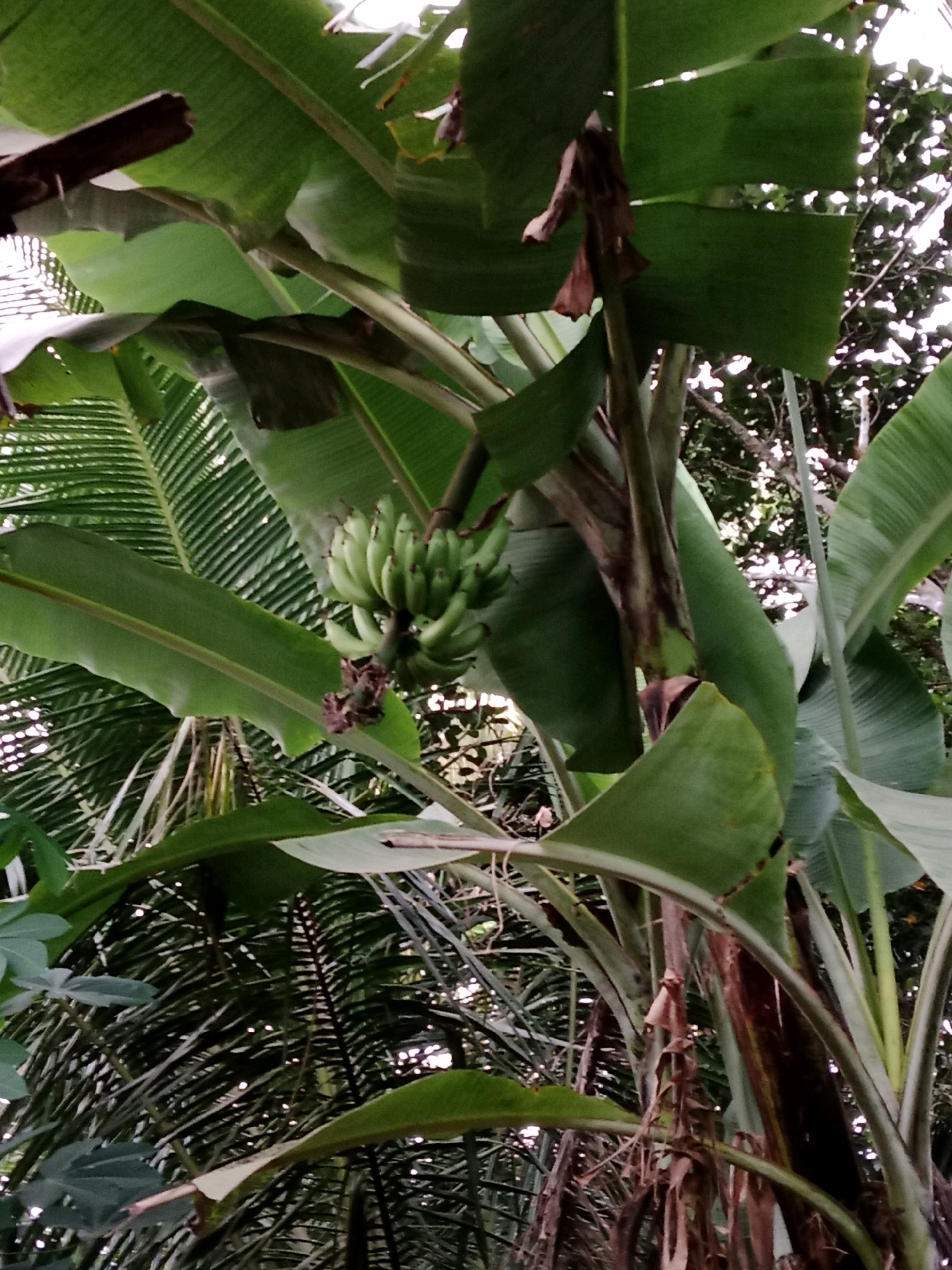 A bunch of unripe green bananas hangs from a banana tree in Kramat, Indonesia. The image is a close-up view of the tree, with its large green leaves and thick trunk dominating the frame. The bananas are clustered together, with several individual fruits visible. The background is a blur of green foliage and dappled sunlight, suggesting a tropical environment. The lighting is soft and diffused, indicating it might be overcast or early morning. There are no people visible in the image.