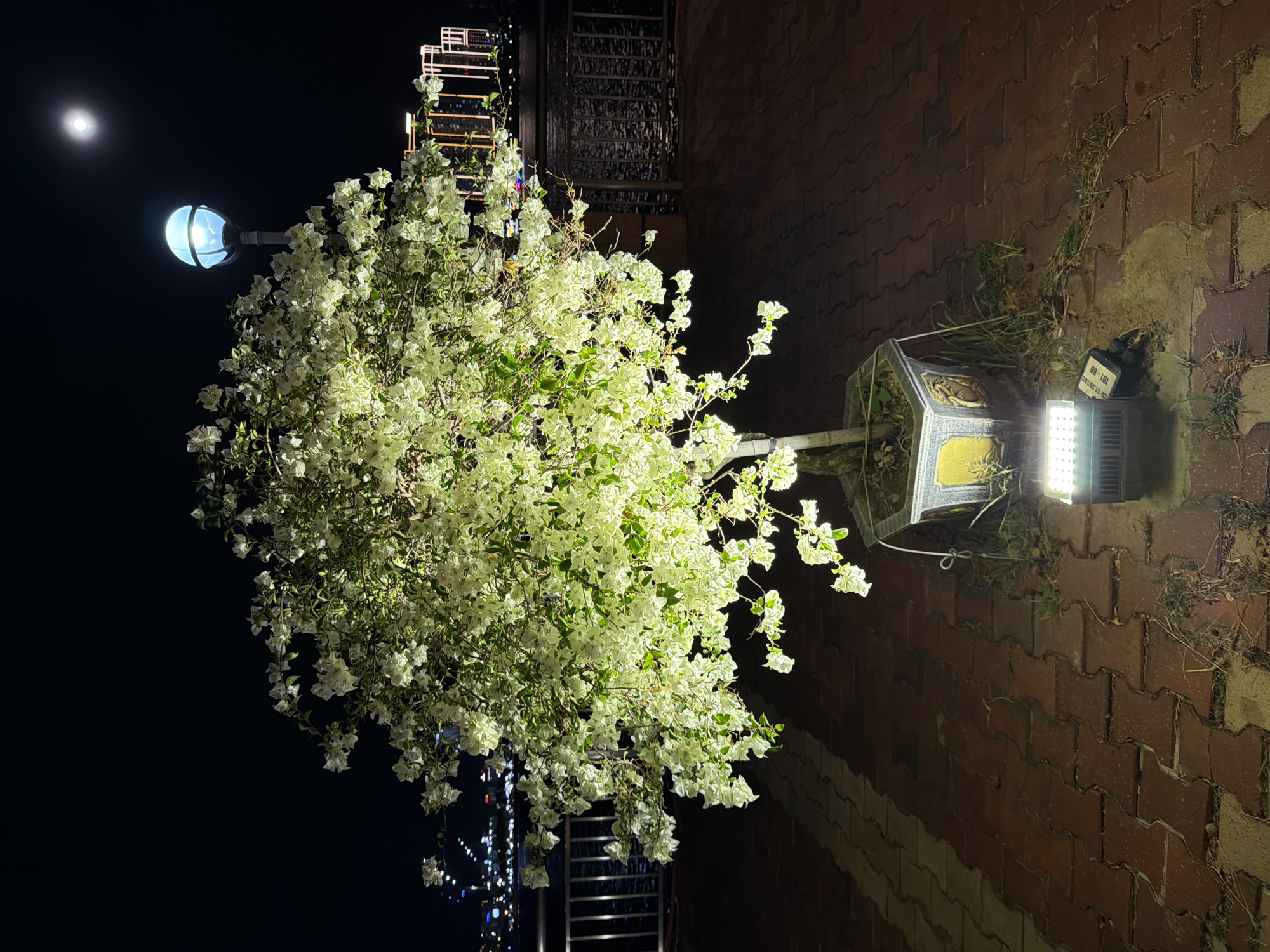 An outdoor night scene in Da Nang, Vietnam, features a flowering tree illuminated by a spotlight at its base, casting a warm glow on its white blossoms and green leaves. The tree is in a decorative octagonal planter. In the background, a body of water reflects the lights of distant city buildings, creating a shimmering effect. A lamppost with a blue globe stands to the right of the tree, and the full moon is visible in the dark night sky. The ground is paved with reddish-brown interlocking bricks. A metal railing runs along the edge of the water. The overall atmosphere is serene and urban.