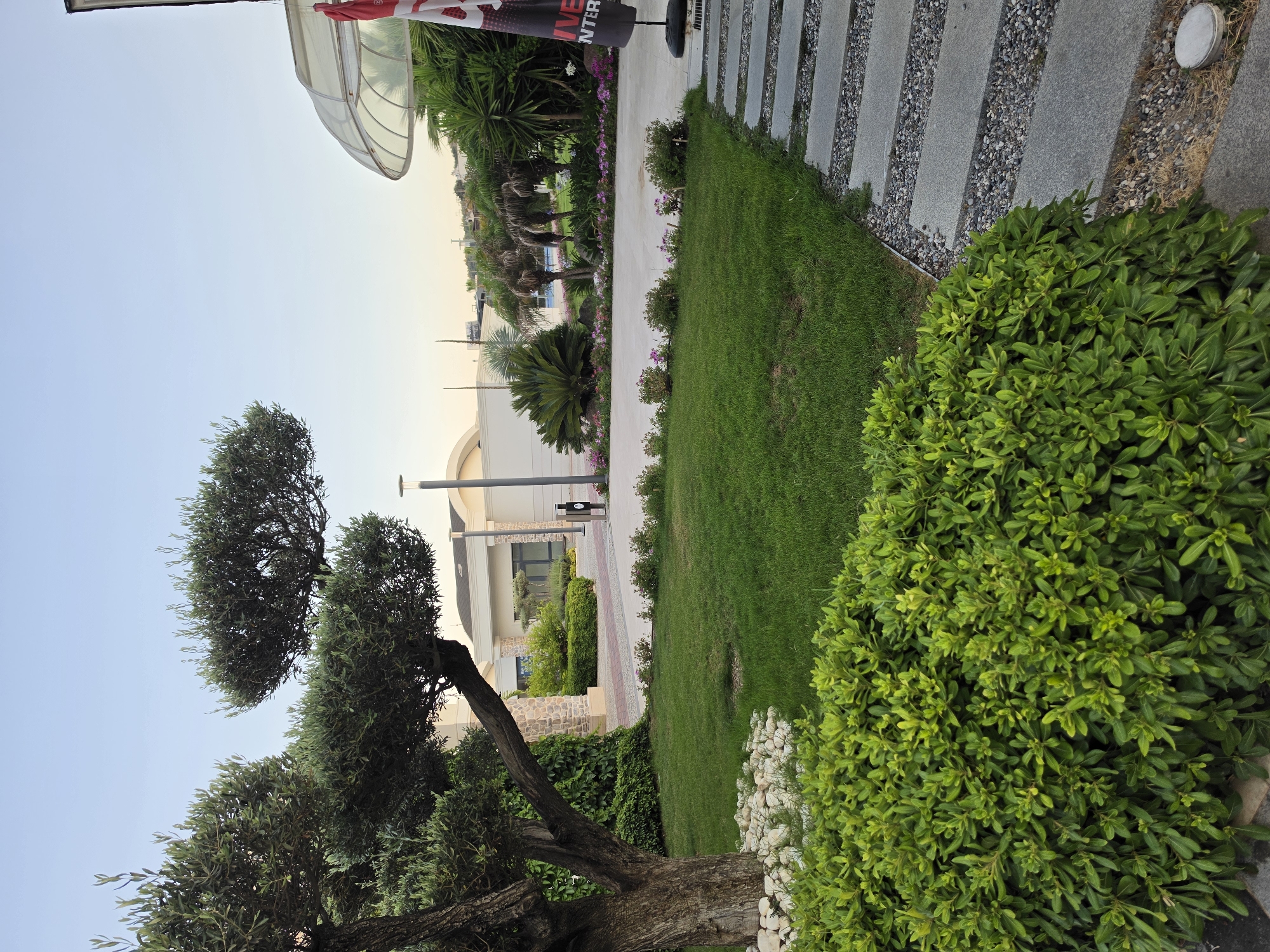 This media file, taken in Seferihisar, Turkey, depicts an outdoor scene with a clear blue sky, suggesting it is daytime. The image is oriented vertically. In the foreground, a large, mature olive tree with a gnarled trunk dominates the left side of the frame. Its branches are covered in small green leaves and extend towards the top of the image. To the right of the olive tree, a well-maintained garden area is visible. This includes a lush green lawn, bordered by a pathway constructed of large, flat grey stones interspersed with gravel. Further into the garden, there are manicured bushes and flowering plants, adding pops of color.
In the background, a modern building with a light-colored facade and arched architectural elements can be seen. The building appears to be a commercial or public space, possibly a hotel or resort, given the landscaping. A large, translucent canopy structure is also present, providing shade over an area near the building. Behind the canopy, some palm trees and other lush greenery are visible, suggesting a warm climate. A black trash bin is near the pathway. The overall impression is one of a well-kept, serene outdoor environment, likely a tourist destination. No people are visible in the frame. The lighting suggests it could be late afternoon or early morning, with soft, diffused light. A banner is partially visible at the top of the image with text that appears to read "LIVE ENTER."