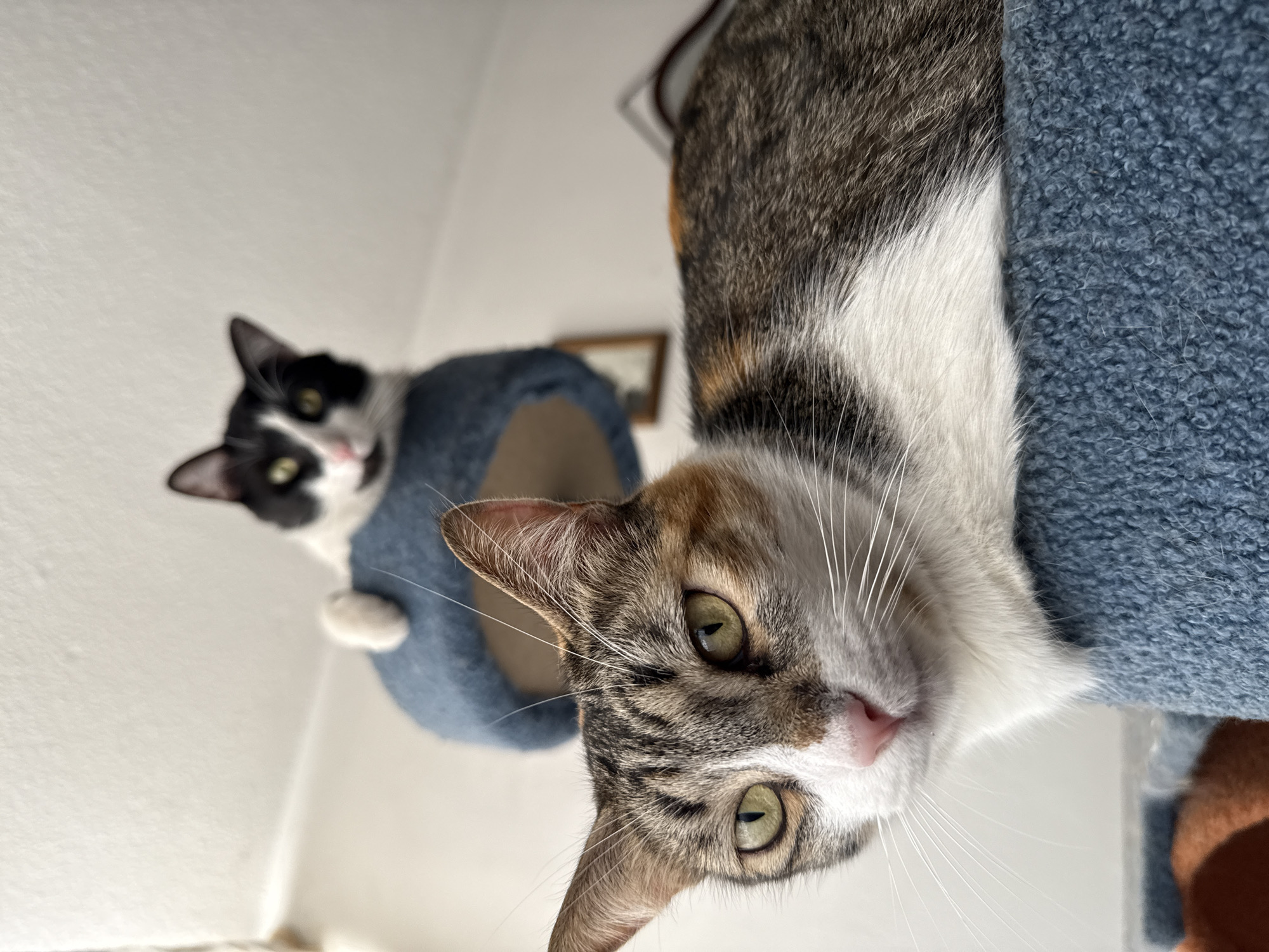 The image is a low-angle shot featuring two cats. The primary subject is a calico cat with green eyes and a tabby pattern on its head, positioned in the foreground and seemingly hanging over the edge of a blue cat tree. Behind it, another cat, a black and white tuxedo cat, is visible within the same cat tree. The background is a plain white wall, suggesting an indoor environment. There is nothing to indicate this scene is in Puebla, Mexico.