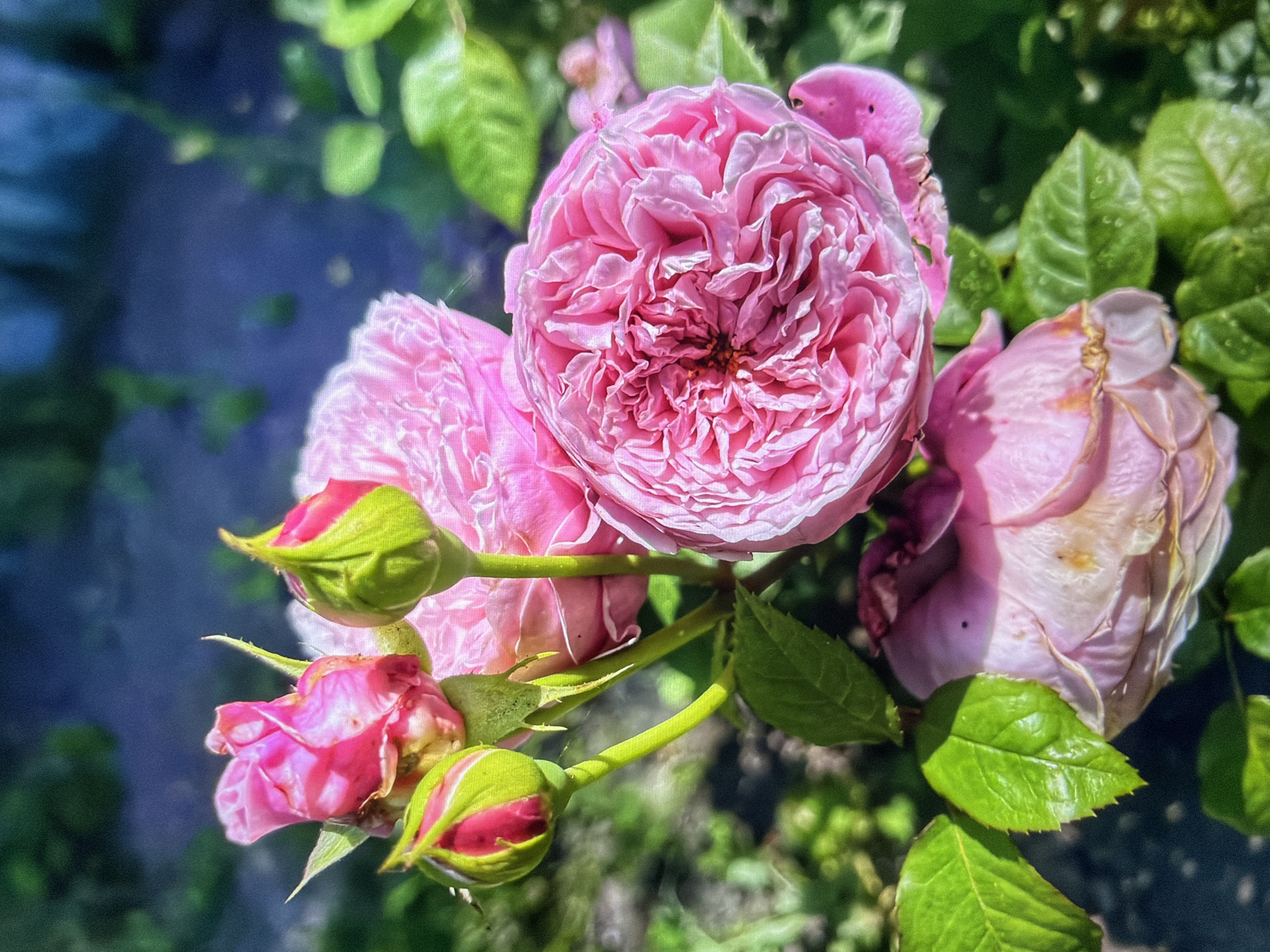 A close-up, slightly low-angle outdoor shot focuses on a cluster of pink roses. The roses vary in bloom stage, with one fully open and ruffled, another partially open, and several buds. The buds are green with hints of pink peeking through. Lush green leaves surround the flowers, and the background is a blur of darker green foliage and a dark, indistinct surface, possibly soil or a shaded path. The lighting suggests a sunny day, with bright highlights on the petals and leaves, and dappled shadows. There are no people or animals visible. The setting appears to be a garden or a natural green space within the city of Kotelniki, Russia, evident from the overall context of the uploaded image.