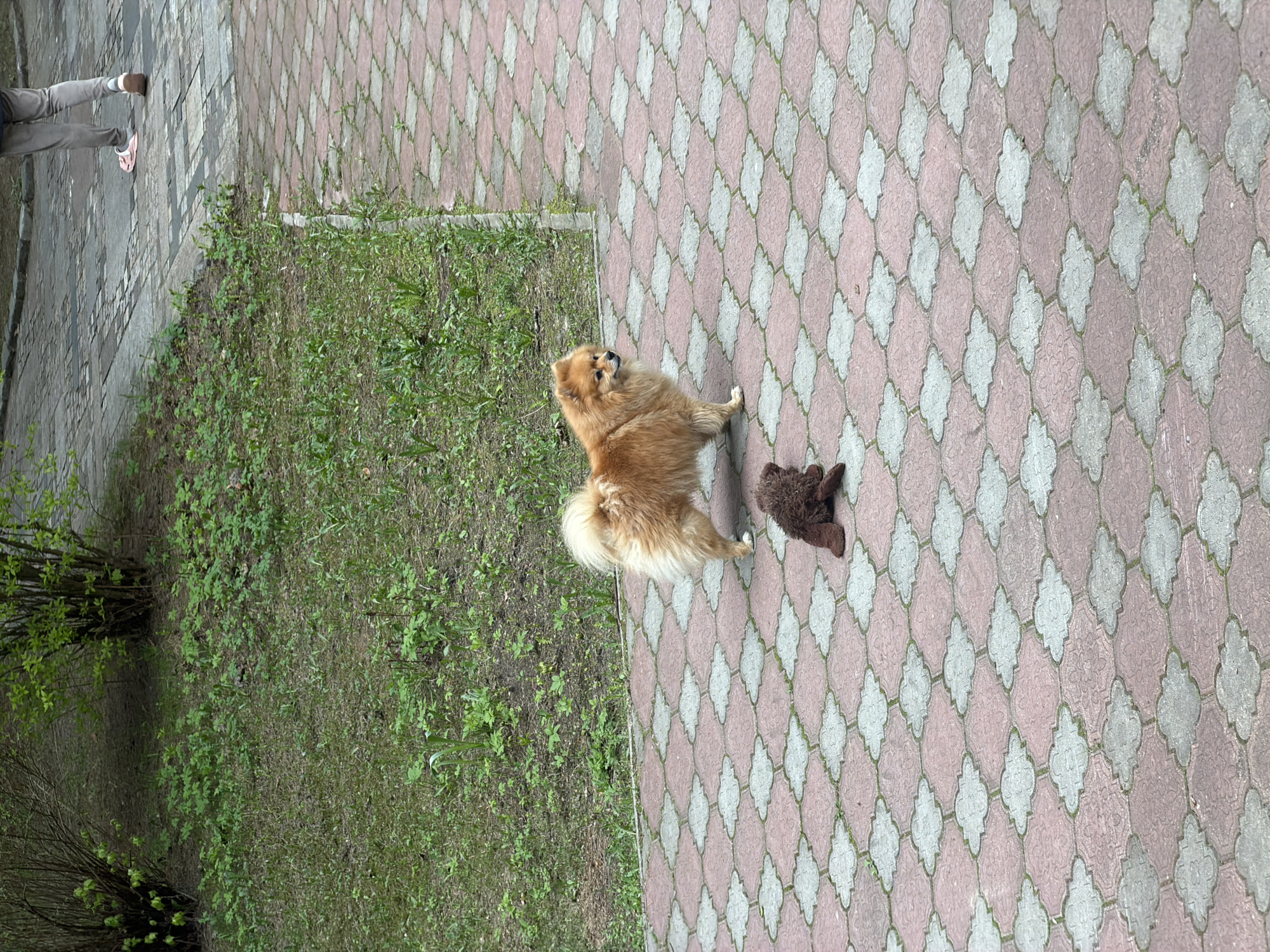 Outside in Levkovo, Russia, a small tan Pomeranian dog stands on a pink and gray tiled walkway next to a brown stuffed animal. Green grass and shrubbery are to the left. A person's legs and feet are visible in the upper left corner.
