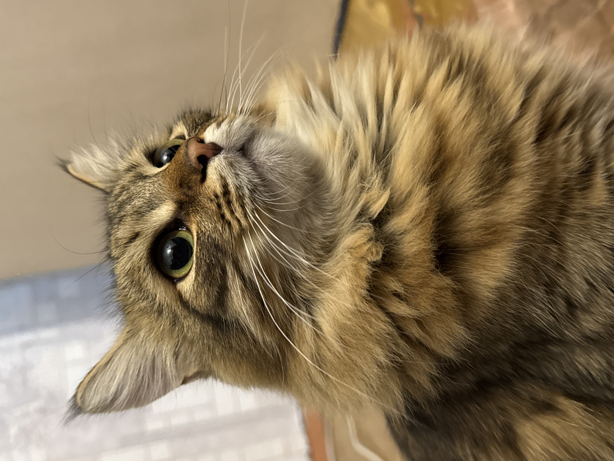 A close-up photograph depicts a long-haired tabby cat with green eyes. The cat is oriented upside down in the frame, with its head tilted back, so its face is prominent. The cat has a pink nose and long white whiskers. The cat's fur is brown, golden, and black. The background is out of focus and indistinct, with some areas appearing beige. The location in the city of Chaikovsky, Russia, is not identifiable.