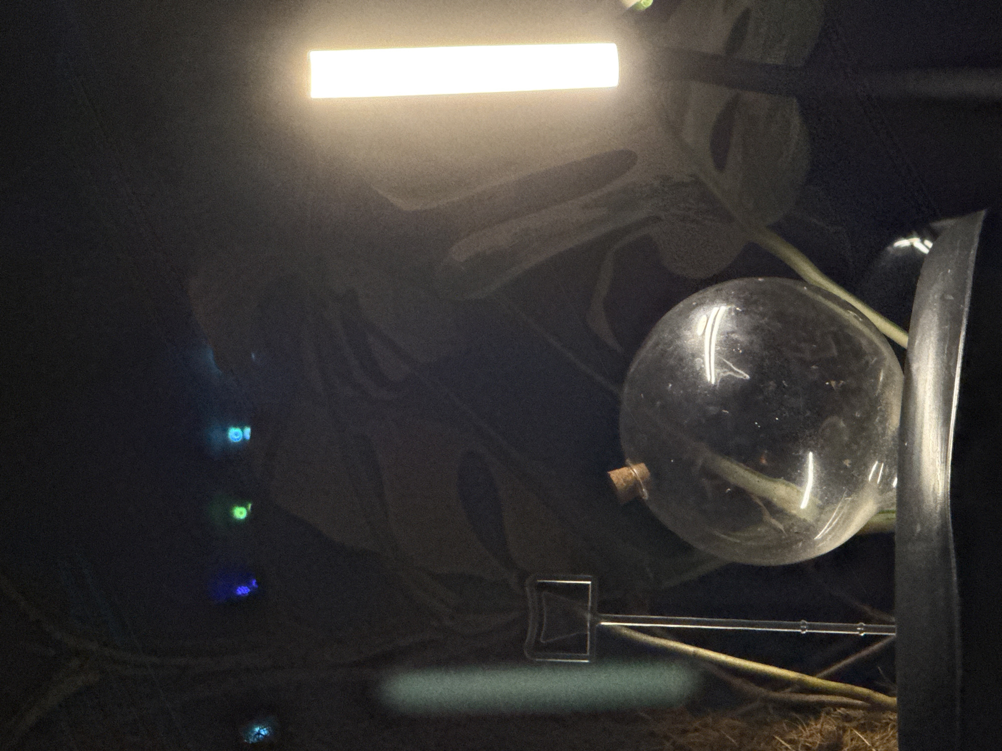 In a dimly lit environment, possibly indoors, a spherical glass container with a cork stopper is prominently featured in the foreground. Inside the container, a plant cutting is visible, its stem submerged in water. To the left of the glass sphere, a thin metallic stand with a rectangular frame is partially obscured. In the background, a large, leafy plant is discernible, its silhouette softly illuminated. A bright, rectangular light source, likely a lamp, is positioned to the right of the frame, casting a warm glow. Above, a series of small, colored lights—blue, green, and cyan—are suspended, adding a touch of ambient illumination. The overall scene suggests a domestic or greenhouse setting. There is no indication of the city of Cork, Ireland, or any specific urban features within the image.