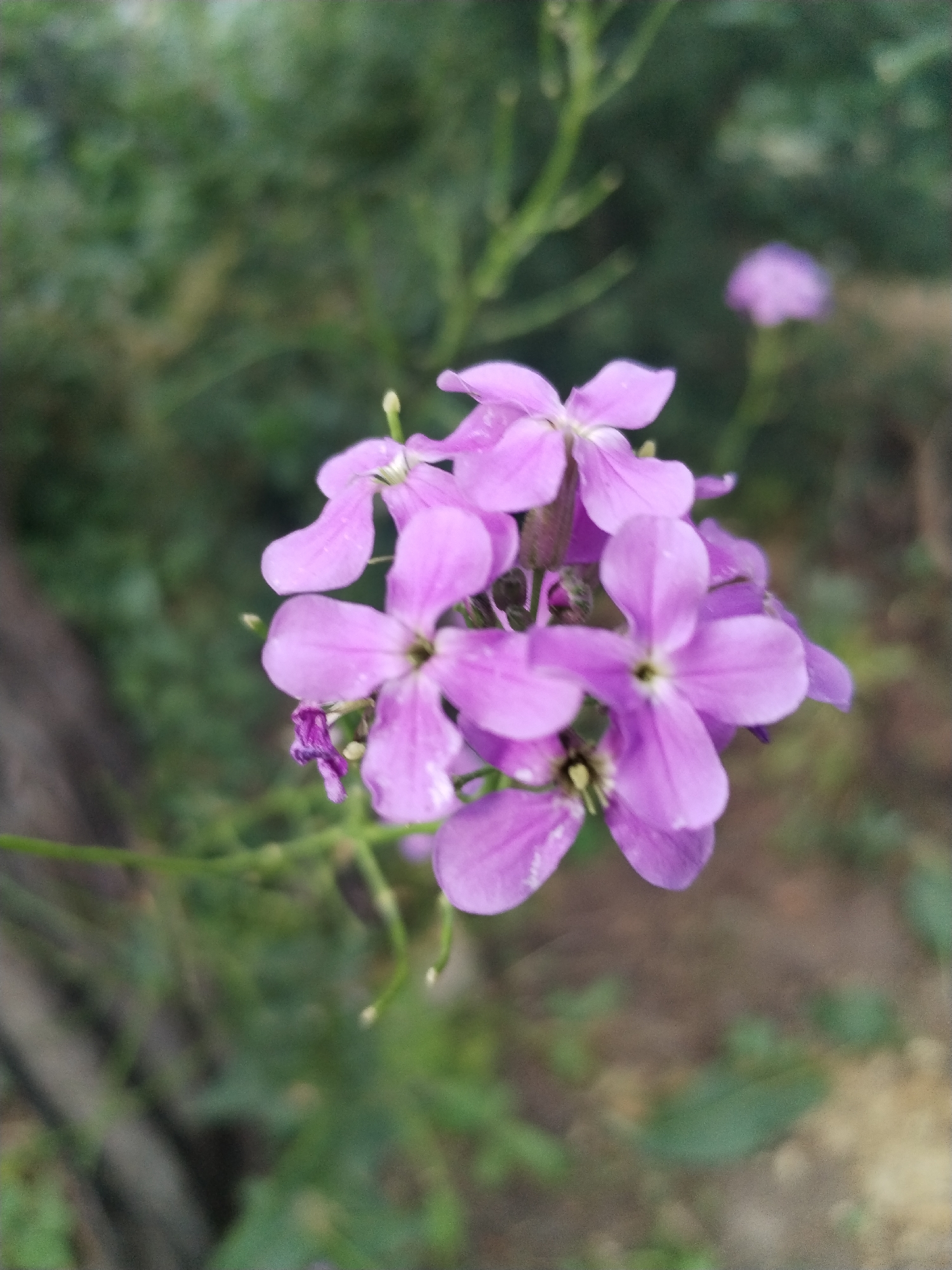 An extreme close-up, shallow depth of field, vertical shot depicts a cluster of delicate, pale purple flowers in bloom against a softly blurred background of green foliage and brown earth. The flowers are clustered together, with their five-petaled blossoms facing outward in various directions. A few tiny water droplets are visible on the petals of the flowers, suggesting recent rain or dew. The central flower is in sharp focus, revealing intricate details of its pistil and stamens. The overall impression is one of natural beauty and fragility. The image does not depict any people or specific city landmarks.