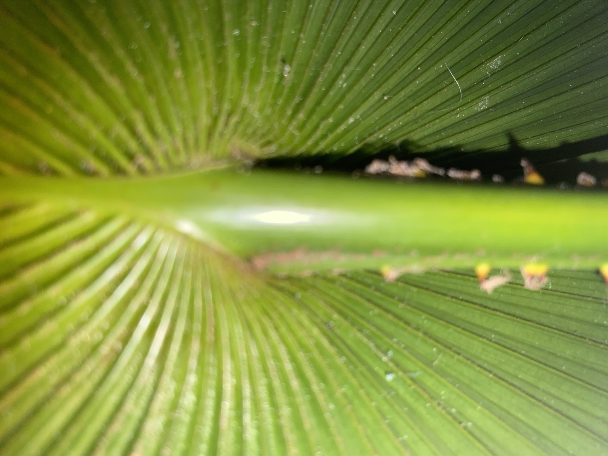 A close-up, low-angle shot shows the underside of a bright green palm frond, with the central stem prominently featured. The frond's veins radiate outward from the stem, creating a fan-like pattern. Small, light-colored specks are scattered across the surface of the frond, and a thin, white strand is visible on the right side. The background is blurred, suggesting the image was taken outdoors in natural light. The overall impression is one of organic texture and vibrant green color.
