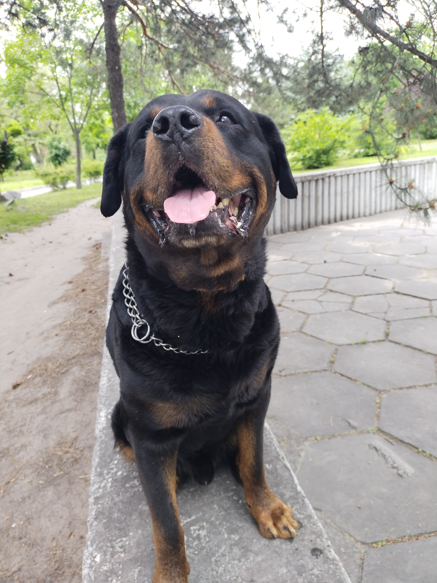 A large, happy Rottweiler dog is the central subject of this image, captured sitting on a concrete ledge or bench in an outdoor park. The dog has typical black and tan markings, a shiny nose, and a metal chain collar around its neck. Its mouth is wide open, tongue extended and pink, suggesting it is panting or "smiling" with contentment, with visible drool around its muzzle. Its eyes are looking upwards, indicating it might be interacting with or observing something above the camera's view.
The setting appears to be a public green space or park in Horishni Plavni, Ukraine. To the left of the dog, a dirt path can be seen, while to the right, hexagonal concrete paving stones form a patterned ground. In the background, lush green trees and foliage are abundant, with some distant structures and what looks like a white-slatted fence or barrier visible on the right. The lighting suggests it is daytime, possibly under an overcast sky or diffused sunlight, as there are no harsh shadows. The overall mood is cheerful, primarily conveyed by the dog's joyful expression. There is no visible text in the image.