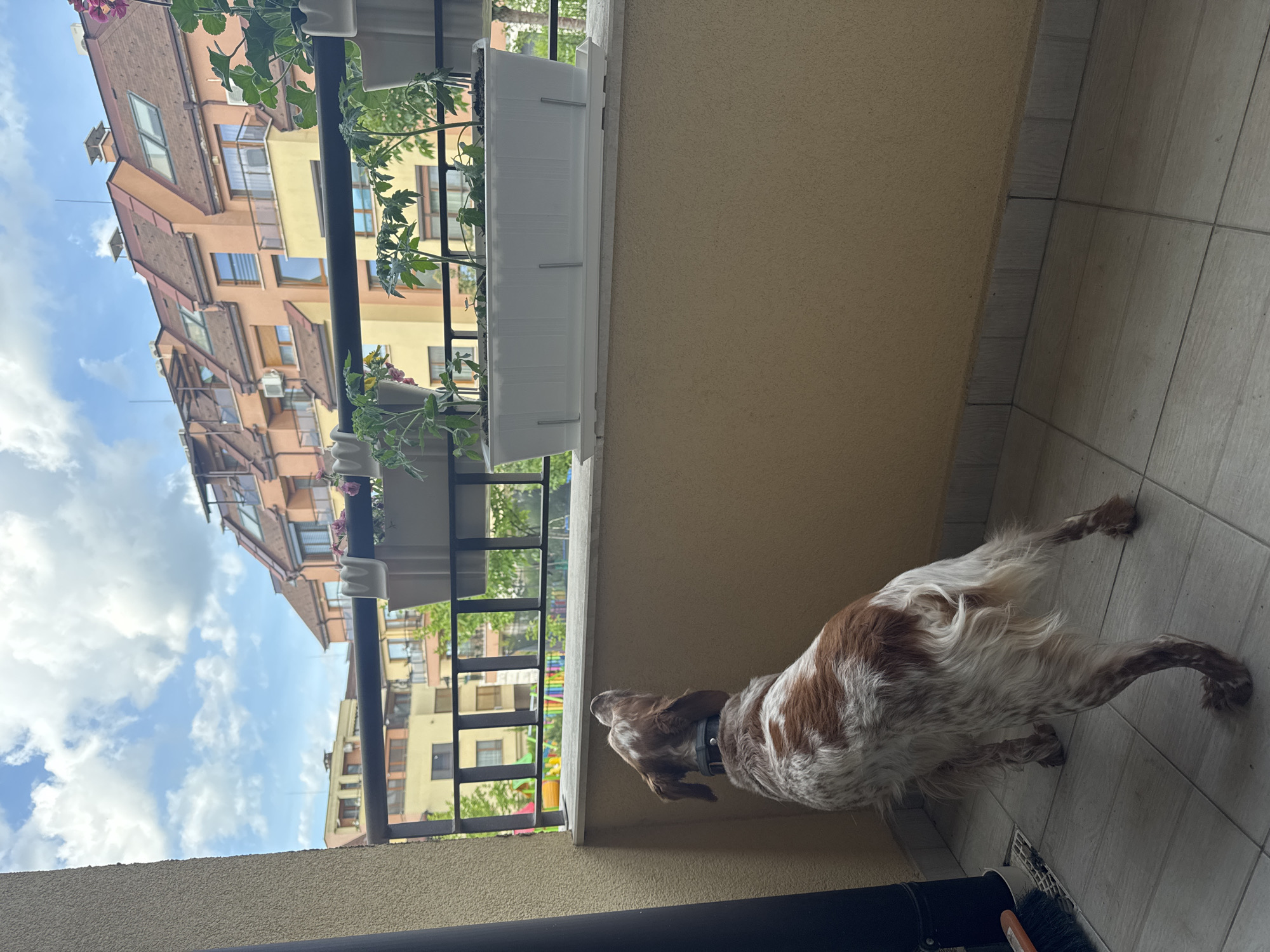A medium shot, taken from a high angle and tilted left, depicts a white and brown Brittany Spaniel dog standing on a balcony, gazing over the railing toward a building across the street. The dog is in the right portion of the image, angled toward the railing on the left. The balcony has a tile floor and a beige stucco wall. A black railing extends across the center of the image, with white planters attached. Green plants, some with pink flowers, fill the planters. Beyond the railing is a view of buildings. The sky is visible in the upper left corner of the image, with scattered clouds. Based on the architectural style, this image may be taken in Sofia, Bulgaria. The scene appears to be set during daylight hours. There are no other people visible in the image. The focus of the image is on the dog and the view from the balcony.