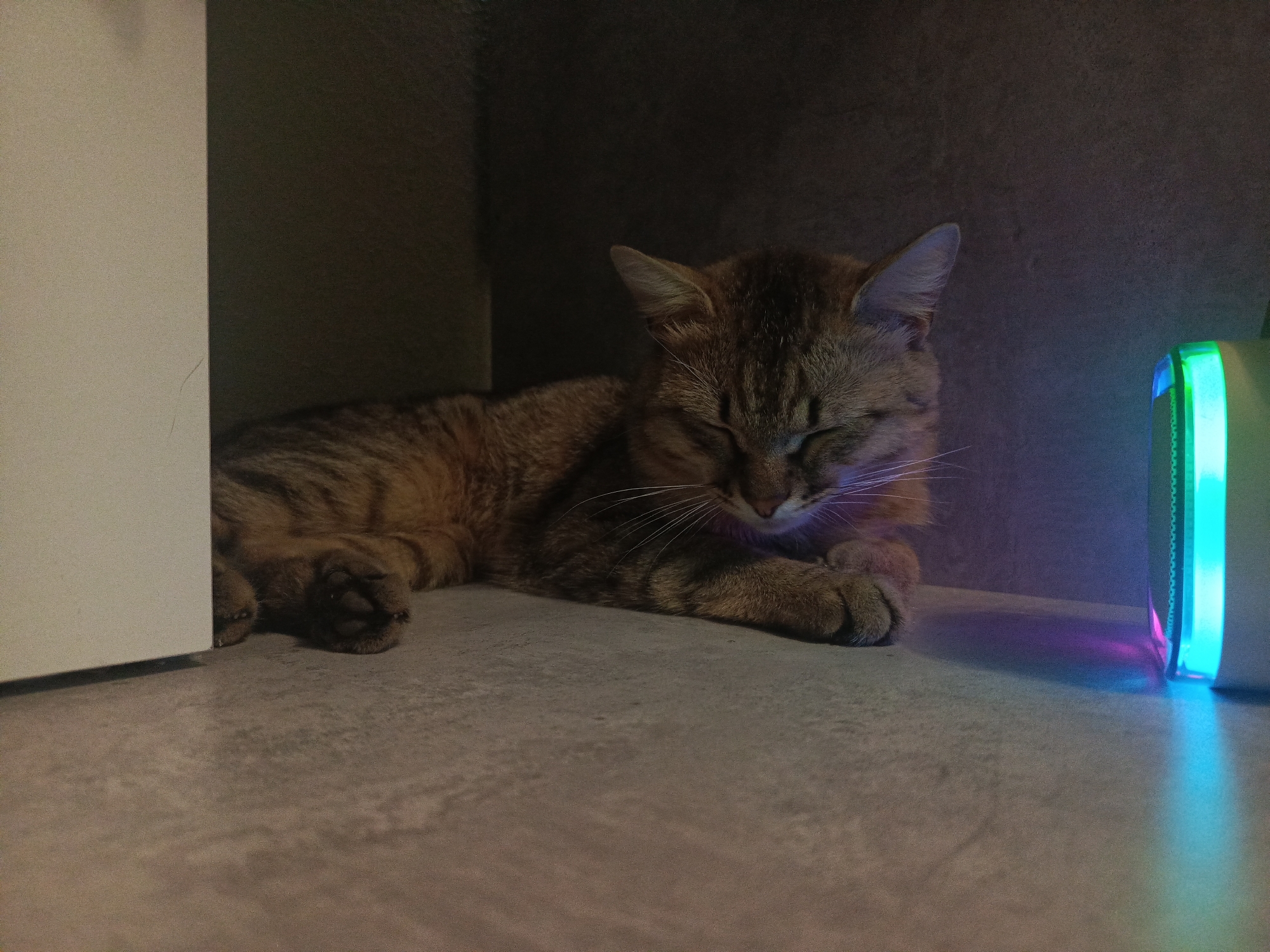 A medium shot depicts a tabby cat resting next to a light with a glowing blue and pink gradient. The cat's eyes are closed, and its paws are tucked under its body. The background is dark, with a light-colored surface below the cat and light. The location appears to be an indoor shelf.
