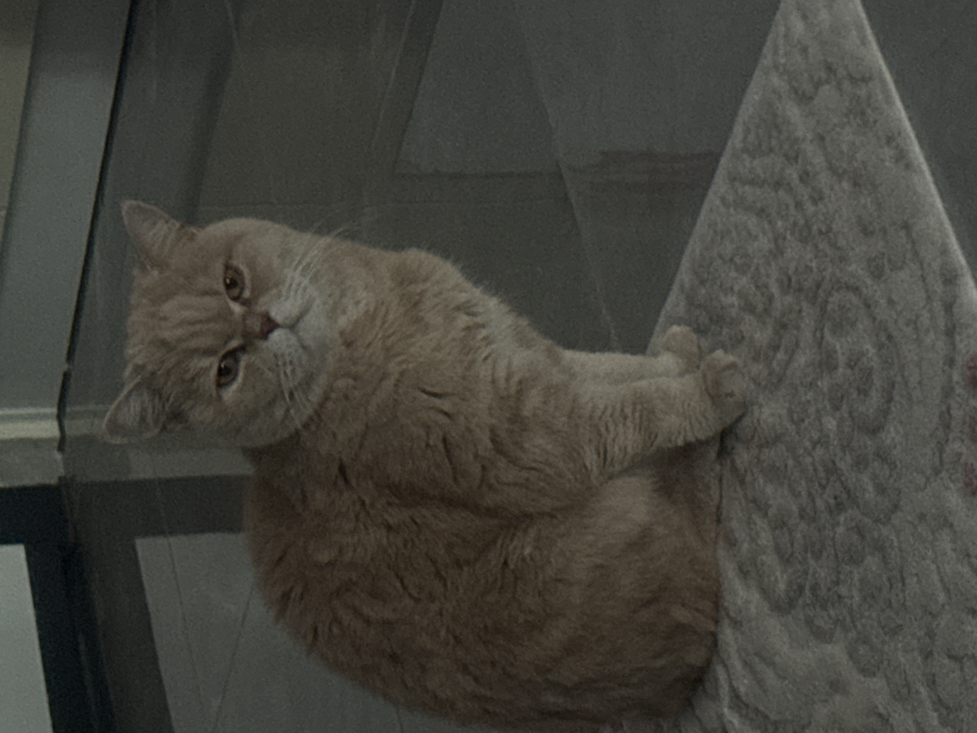 A domestic short-haired cat, likely a British Shorthair given its rounded features, is the central subject of this close-up, slightly grainy photograph. The cat is light brown or cream-colored, with a thick coat and round, amber-colored eyes. Its head is tilted to the left, and it is looking directly towards the viewer with an attentive or curious expression.
The cat appears to be perched or lying on a textured, light grey surface, possibly a carpet, rug, or piece of upholstered furniture. One of its front paws is visible, resting on this surface. The background is indistinct and dark, showing blurry shapes that suggest an indoor setting, possibly walls or furniture edges, with what might be a window frame or structural element on the left side.
The lighting in the scene is dim, contributing to the overall muted color palette and the slightly grainy texture of the image. There is no visible text. The image captures a quiet moment of the cat observing its surroundings, likely within a home environment.