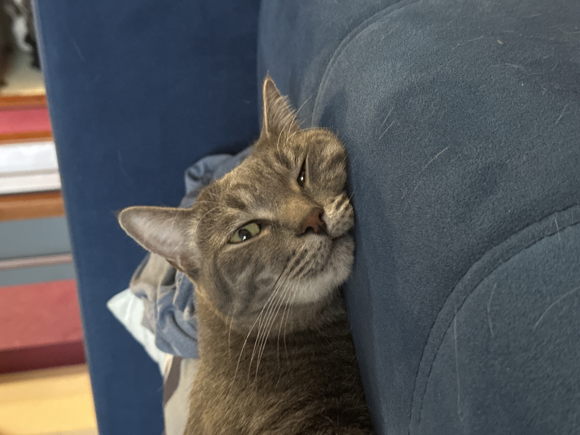 A medium-sized, gray tabby cat is resting on a blue, upholstered couch. The cat's head is pressed against the armrest of the couch. A white and blue patterned cloth is behind the cat. The location of the image is not discernible from the visual information provided.